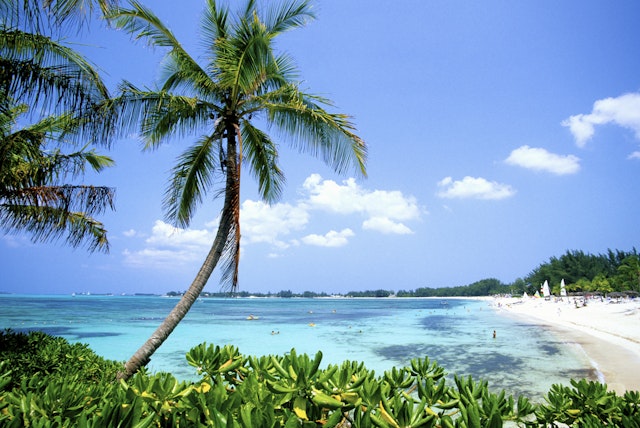 A palm tree-lined beach with windsurfing boards on white sand