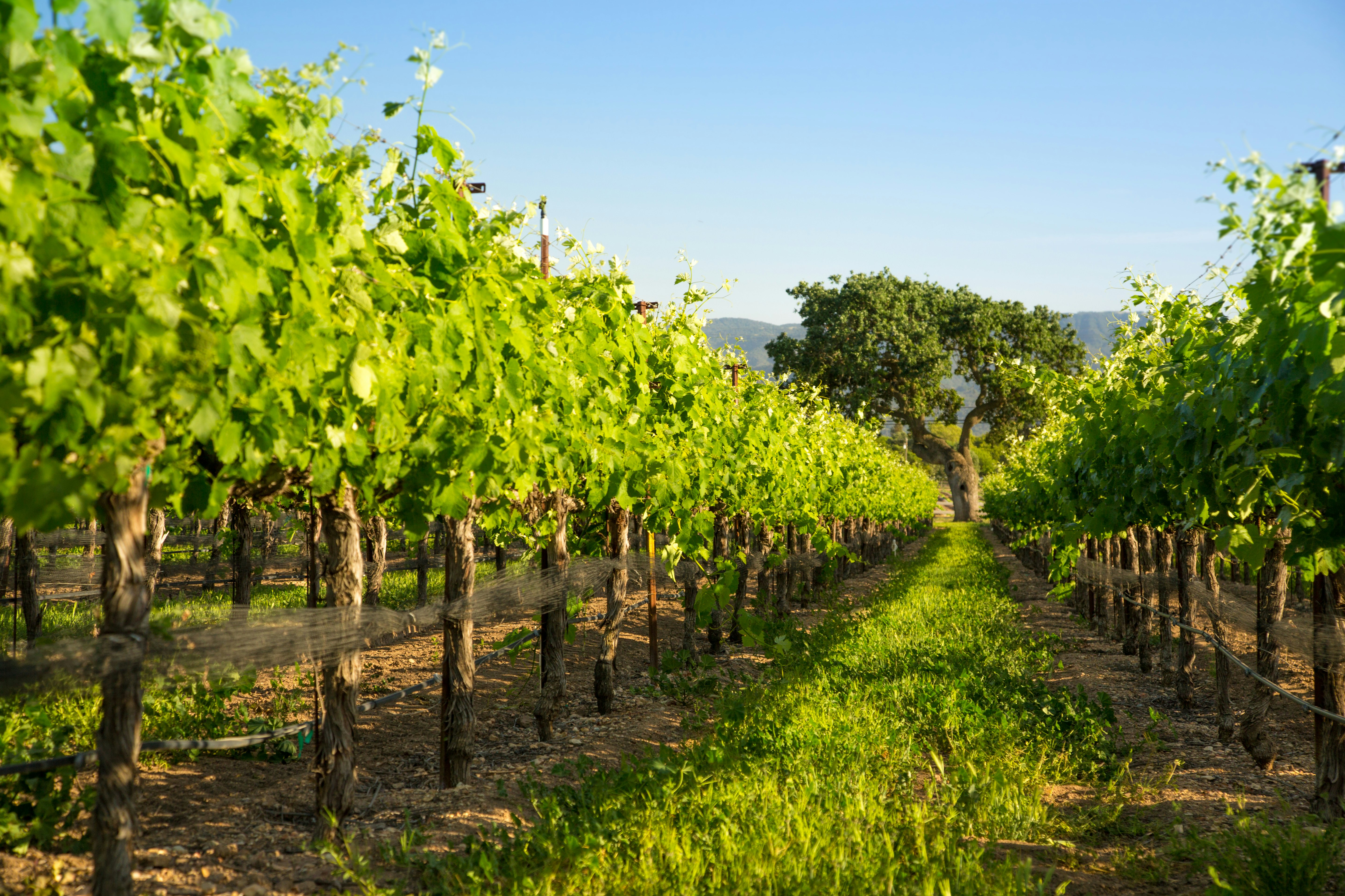 Vineyard with oak trees in Santa Barbara, CA