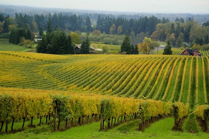 536720121
2015; Horizontal; Photography; Autumn; Grape; No People; Oregon; Oregon - US State; Outdoors; Crop; Vineyard; West - Direction; Willamette Valley; Wine Bottle; Yellow;
Willamette Valley vineyard, OR