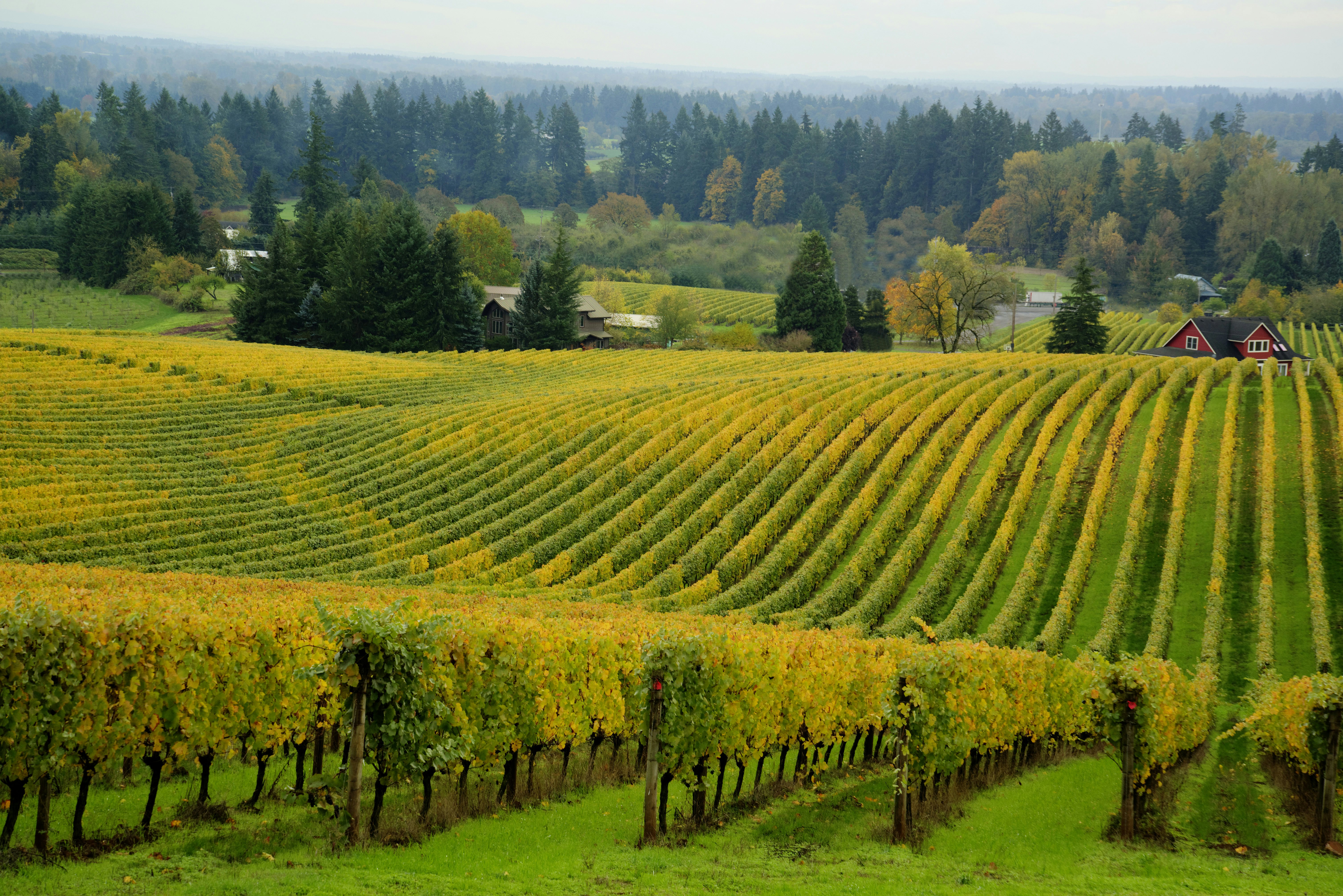 Rows of vines with leaves turning from green to yellow cover a hillside