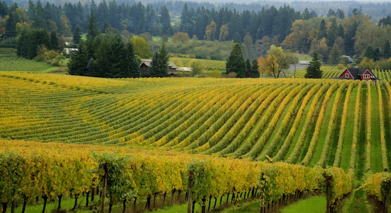 536720121
2015; Horizontal; Photography; Autumn; Grape; No People; Oregon; Oregon - US State; Outdoors; Crop; Vineyard; West - Direction; Willamette Valley; Wine Bottle; Yellow;
Willamette Valley vineyard, OR