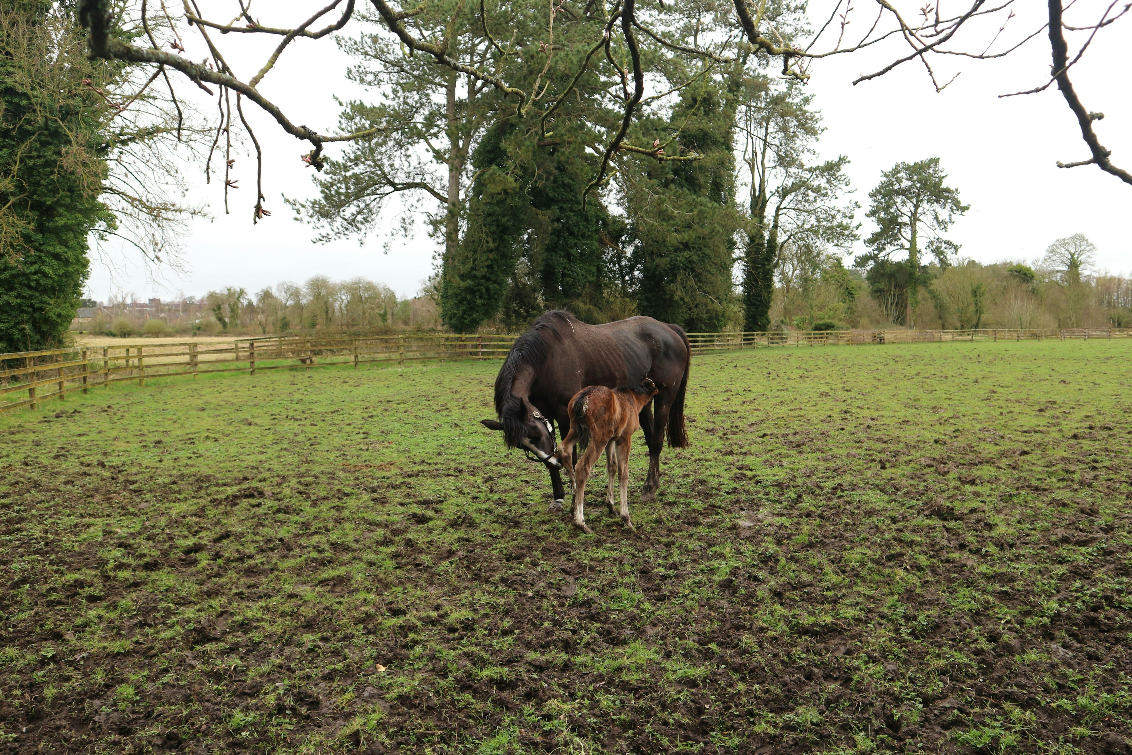 Mother horse with baby nestled into the side of her