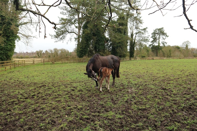 Mother horse with baby nestled into the side of her
