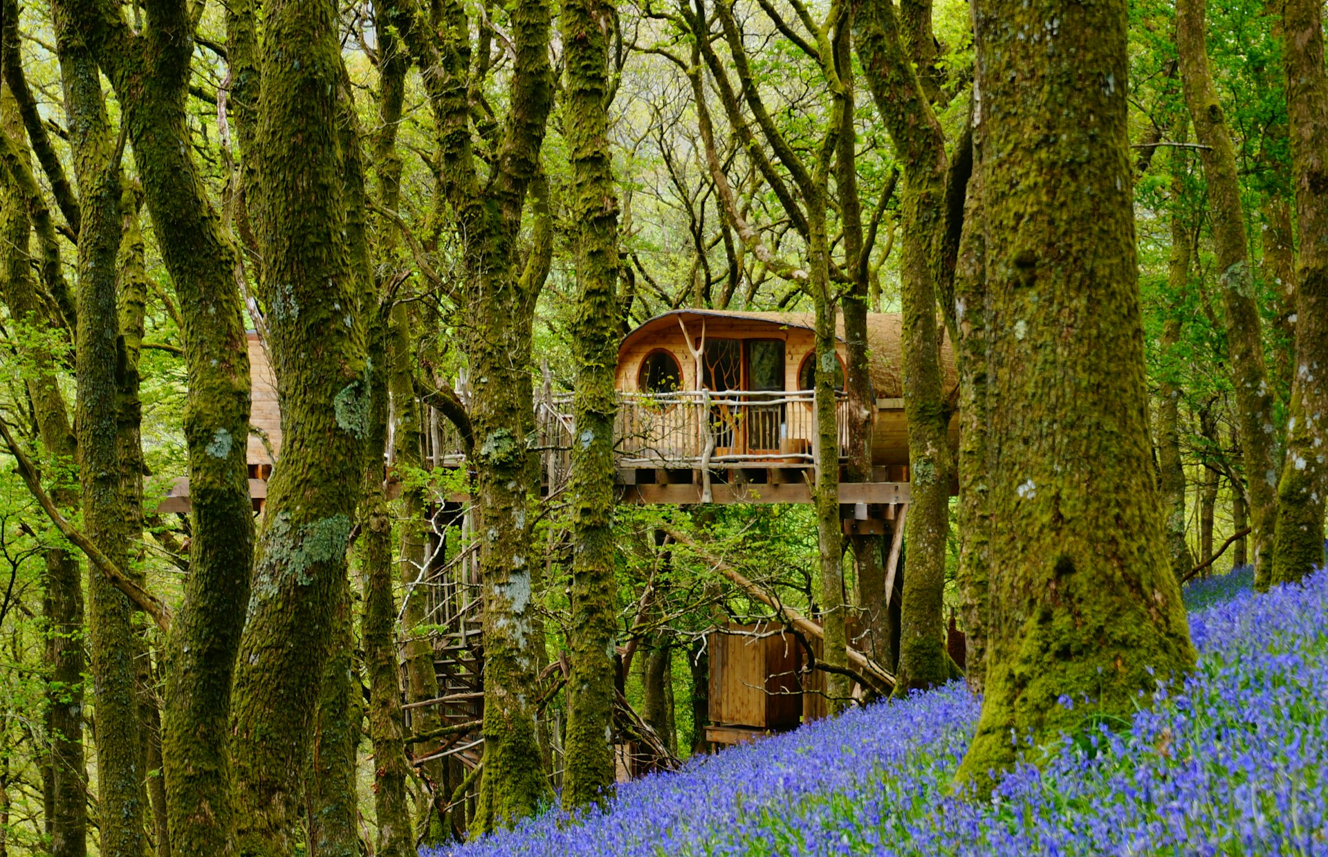 A wooden treehouse in woodland carpeted with bluebells