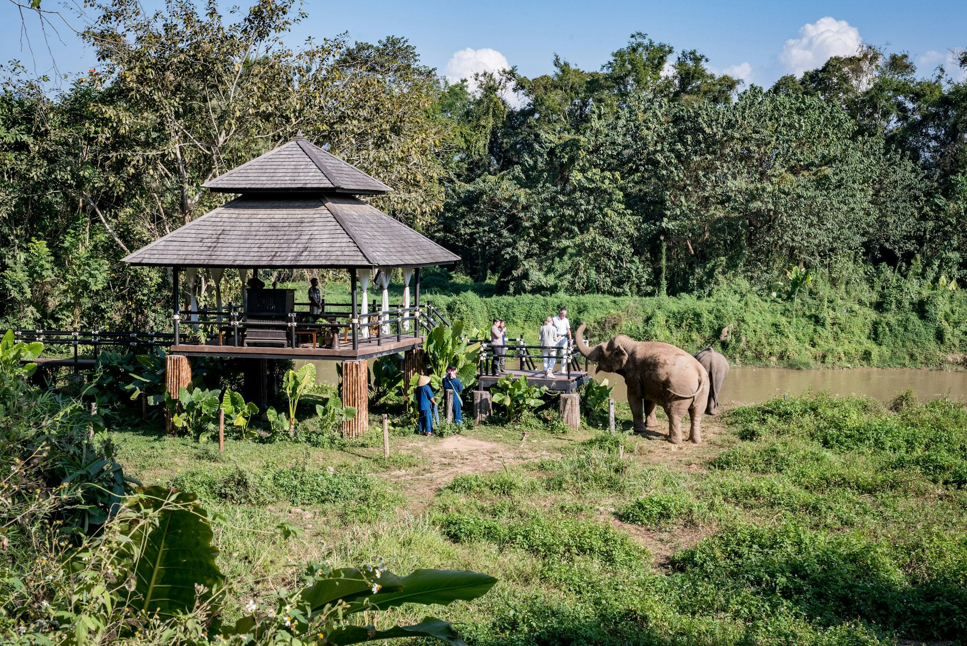 People stand on a riverside wooden decking area observing two elephants that are free to roam 