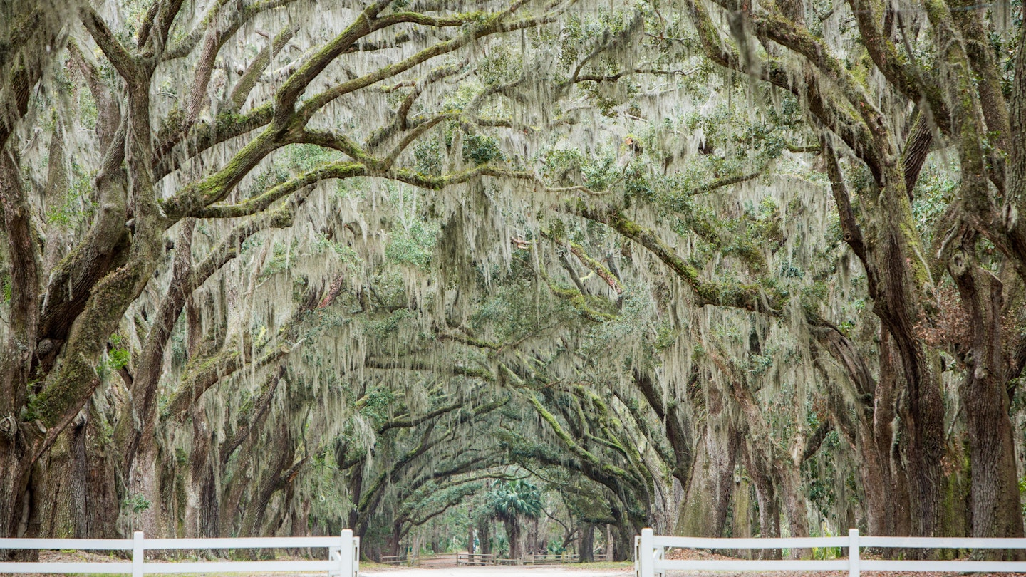 A breathtaking avenue sheltered by live oaks and Spanish moss in Savannah, GA leads to the tabby ruins of Wormsloe State Historic Site. The site includes a picturesque 1.5-mile oak avenue, the ruins of Jones' fortified house built of tabby, a museum, and a demonstration area interpreting colonial daily life.