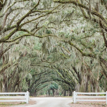 A breathtaking avenue sheltered by live oaks and Spanish moss in Savannah, GA leads to the tabby ruins of Wormsloe State Historic Site. The site includes a picturesque 1.5-mile oak avenue, the ruins of Jones' fortified house built of tabby, a museum, and a demonstration area interpreting colonial daily life.