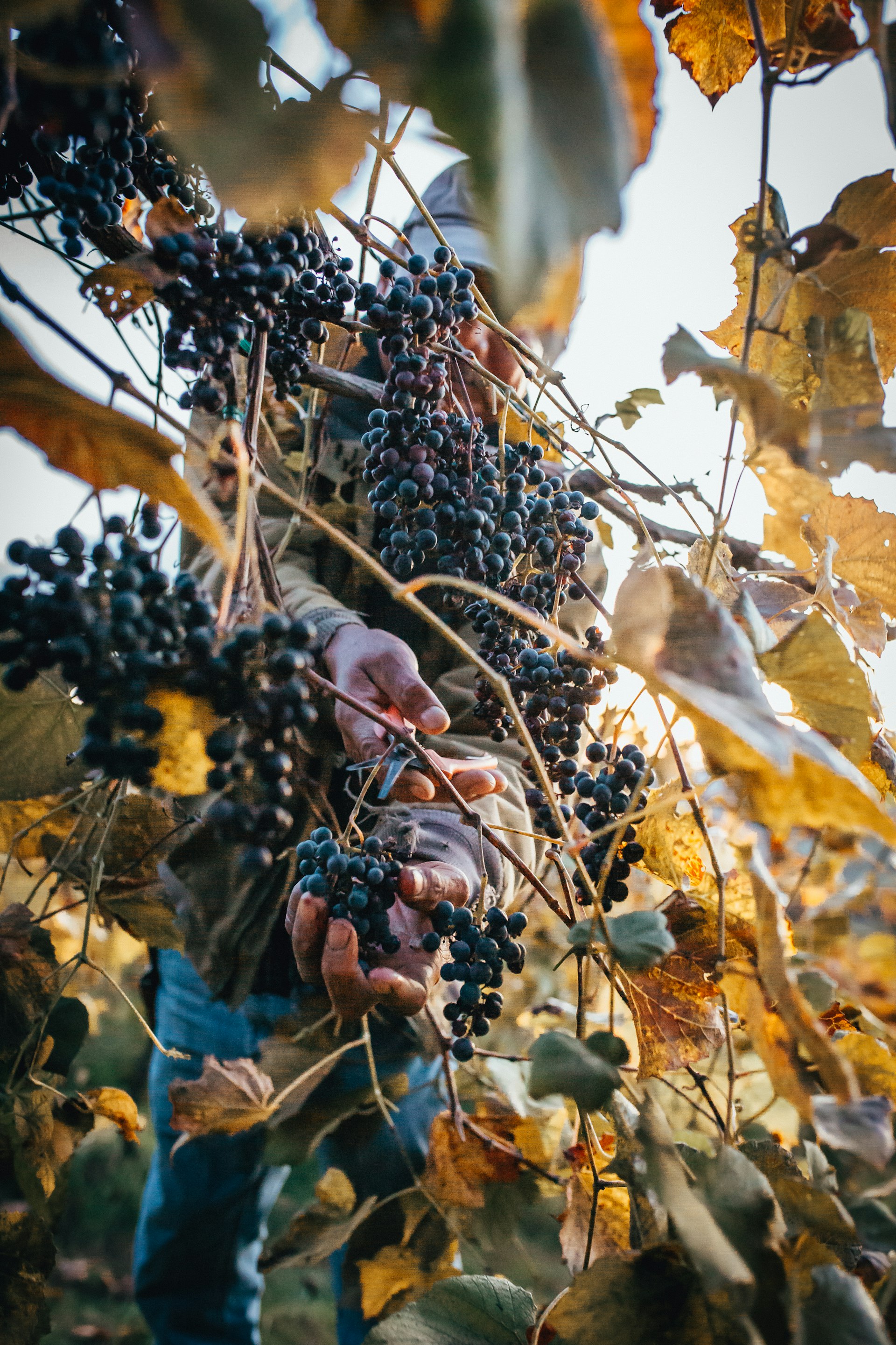 Man harvesting grapes
