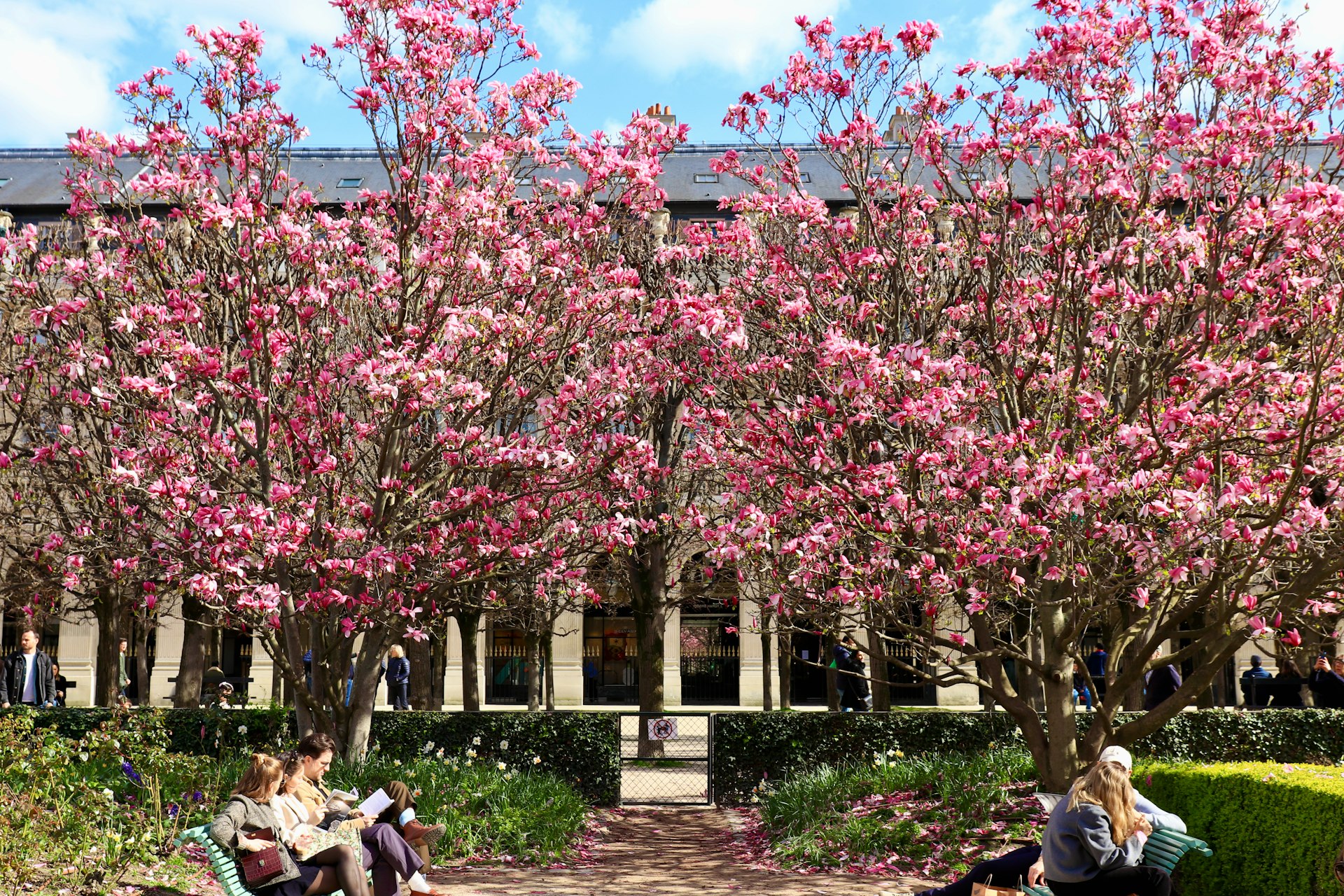 People sit on benches under blossoming magnolia trees in a park