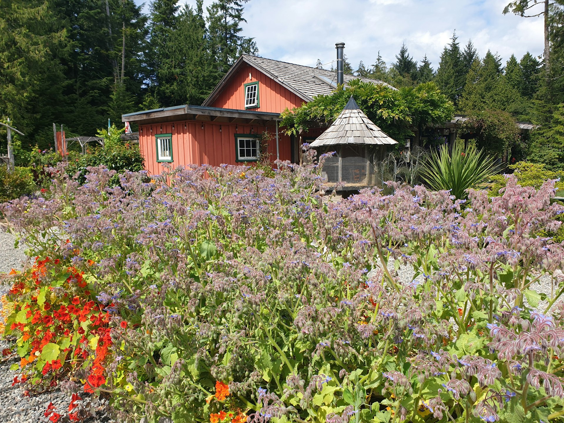Blooming garden flower beds, Naa’Waya’Sum Coastal Indigenous Gardens (formerly Tofino Botanical Gardens), Tofino, British Columbia, Canada