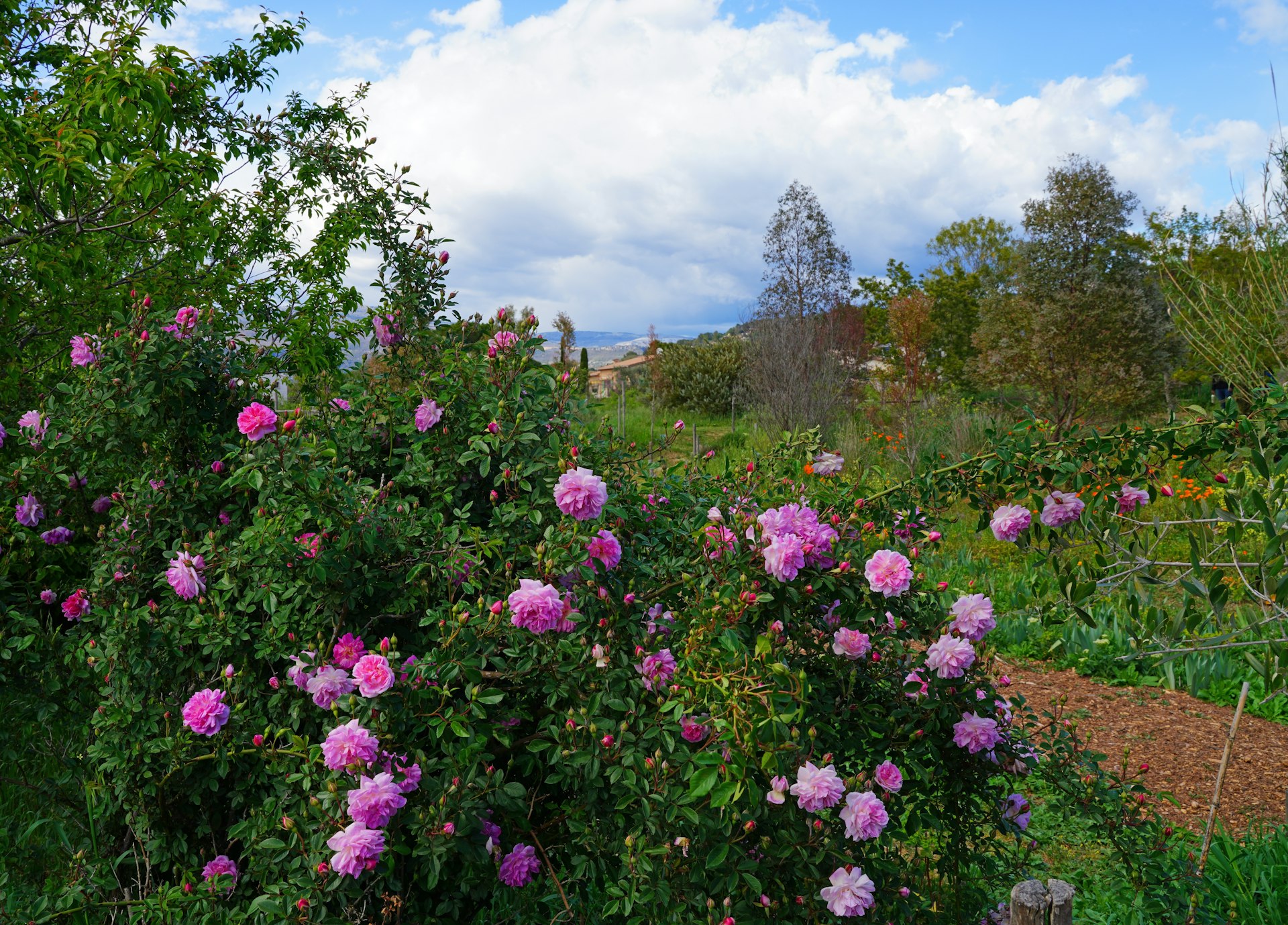 Centifolia roses in bloom at Gardens of the Musée International de la Parfumerie, Mouans-Sartoux, Provence, France