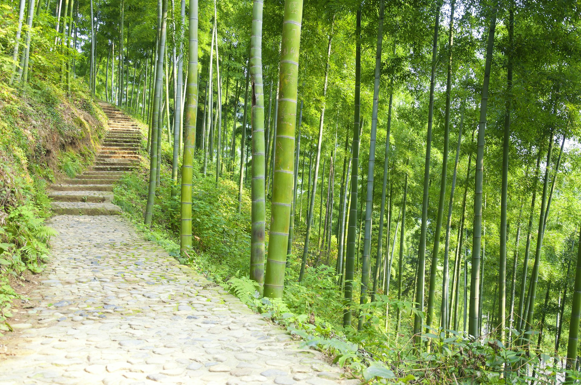A walkway leading up a mountain in a bamboo forest, Anji Bamboo Sea, Huzhou, Zhejiang Province, China