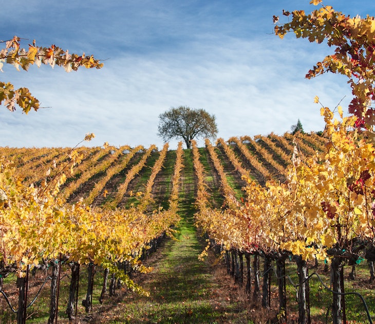 Vineyards of Alexander Valley in Sonoma County; Shutterstock ID 681833038; GL: 65050; netsuite: Online ed; full: Sonoma guide; name: Claire N
681833038