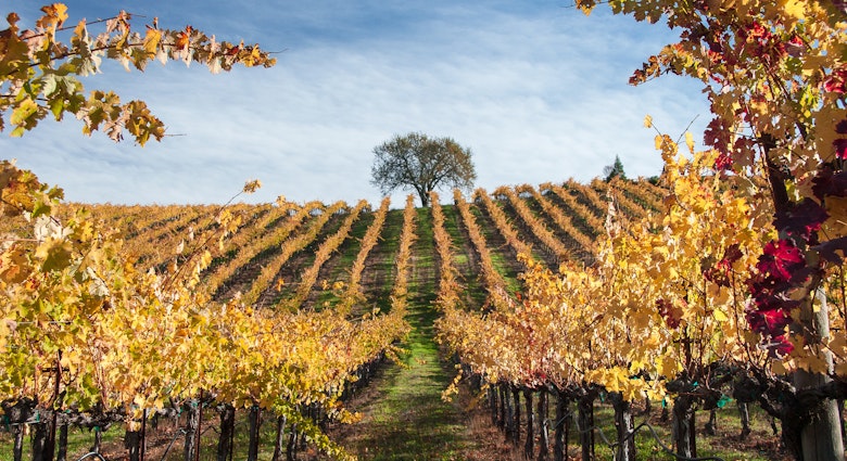 Vineyards of Alexander Valley in Sonoma County; Shutterstock ID 681833038; GL: 65050; netsuite: Online ed; full: Sonoma guide; name: Claire N
681833038