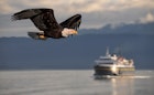 American bald eagle in flight and illustrated over background of Alaskan maritime inland passage setting; Shutterstock ID 688873033; GL: 65050; netsuite: Online ed; full: Alaska Marine Highway; name: Claire N
688873033