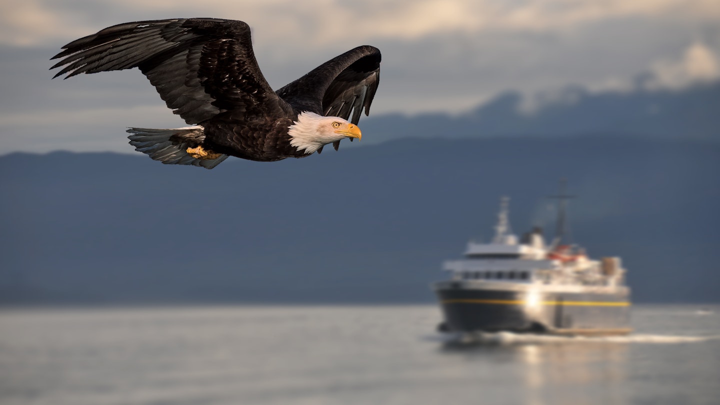 American bald eagle in flight and illustrated over background of Alaskan maritime inland passage setting; Shutterstock ID 688873033; GL: 65050; netsuite: Online ed; full: Alaska Marine Highway; name: Claire N
688873033