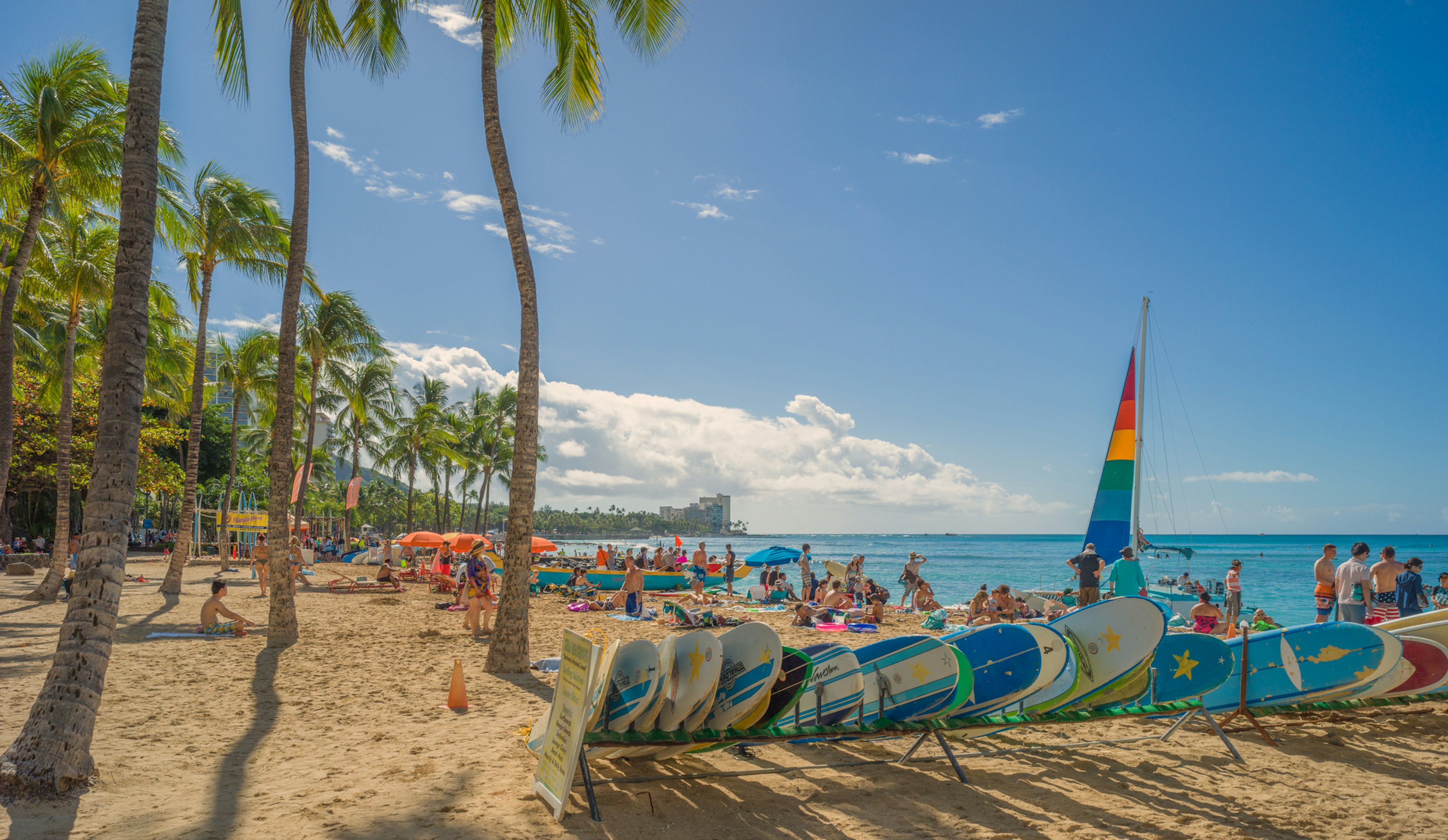 Surf boards lined up on a palm-lined beach