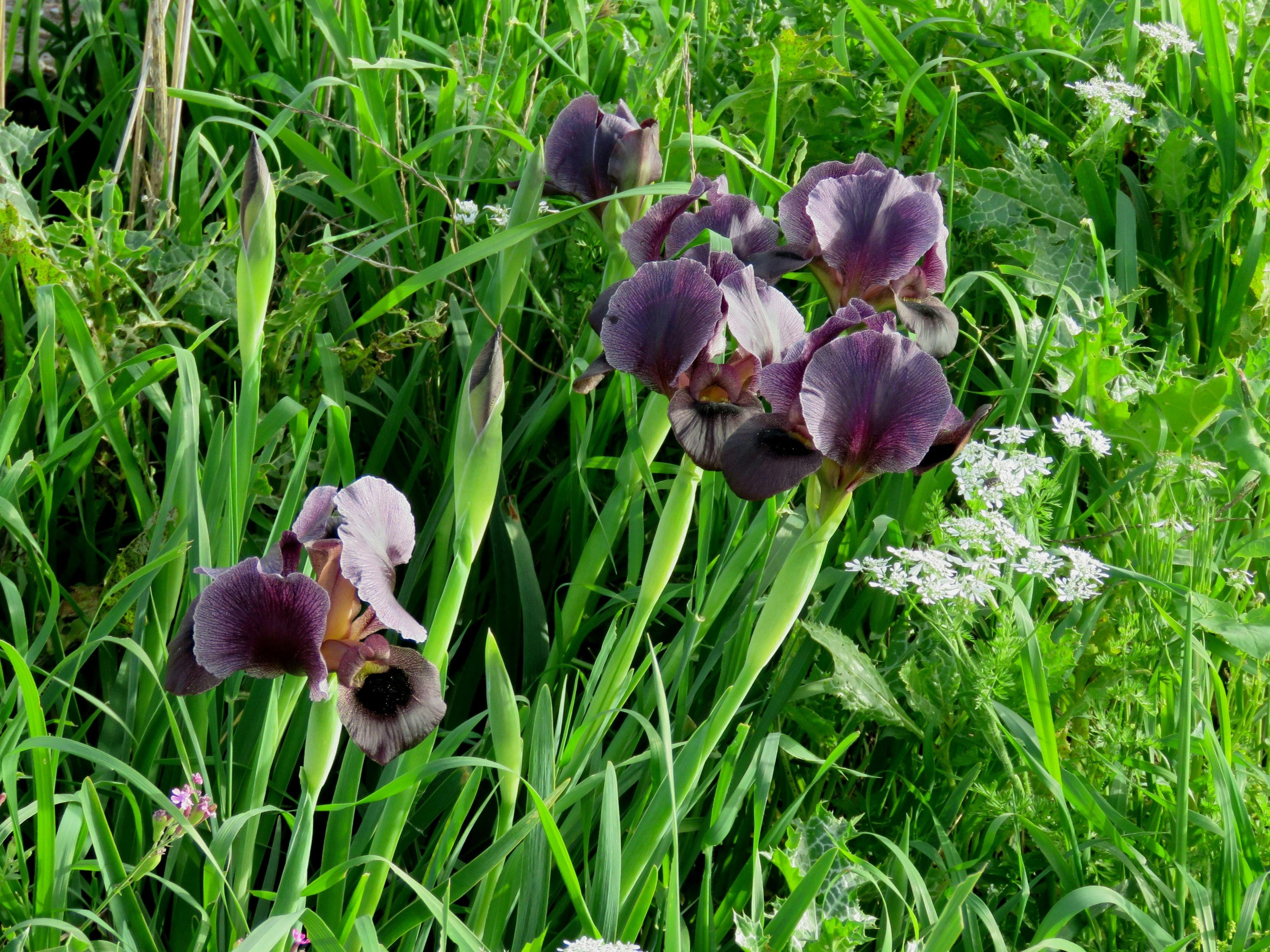 A small cluster of black iris flowers growing in grass