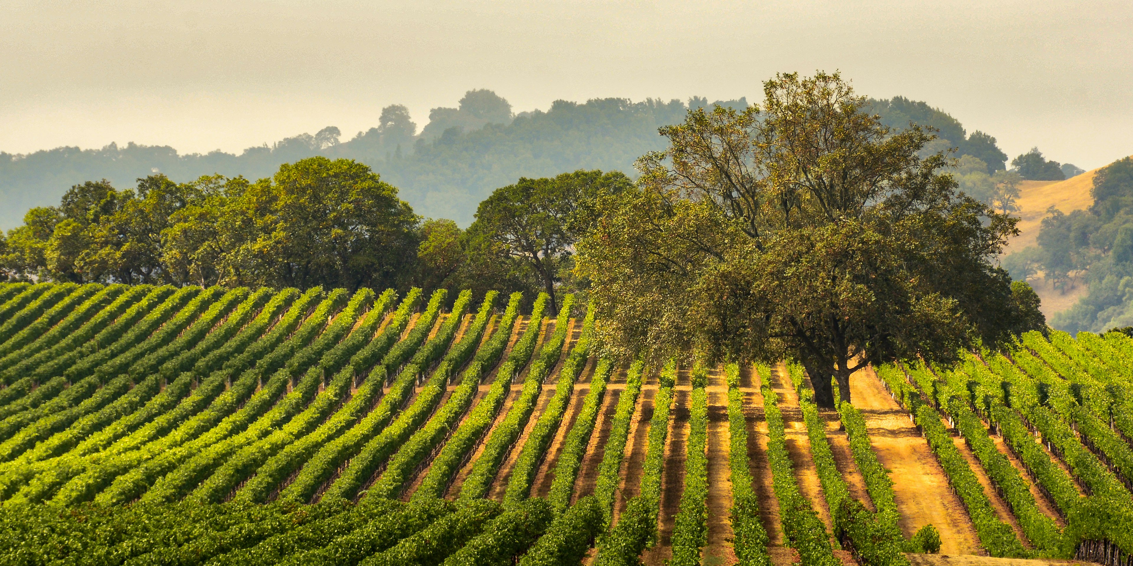 Panorama of a vineyard with an oak tree