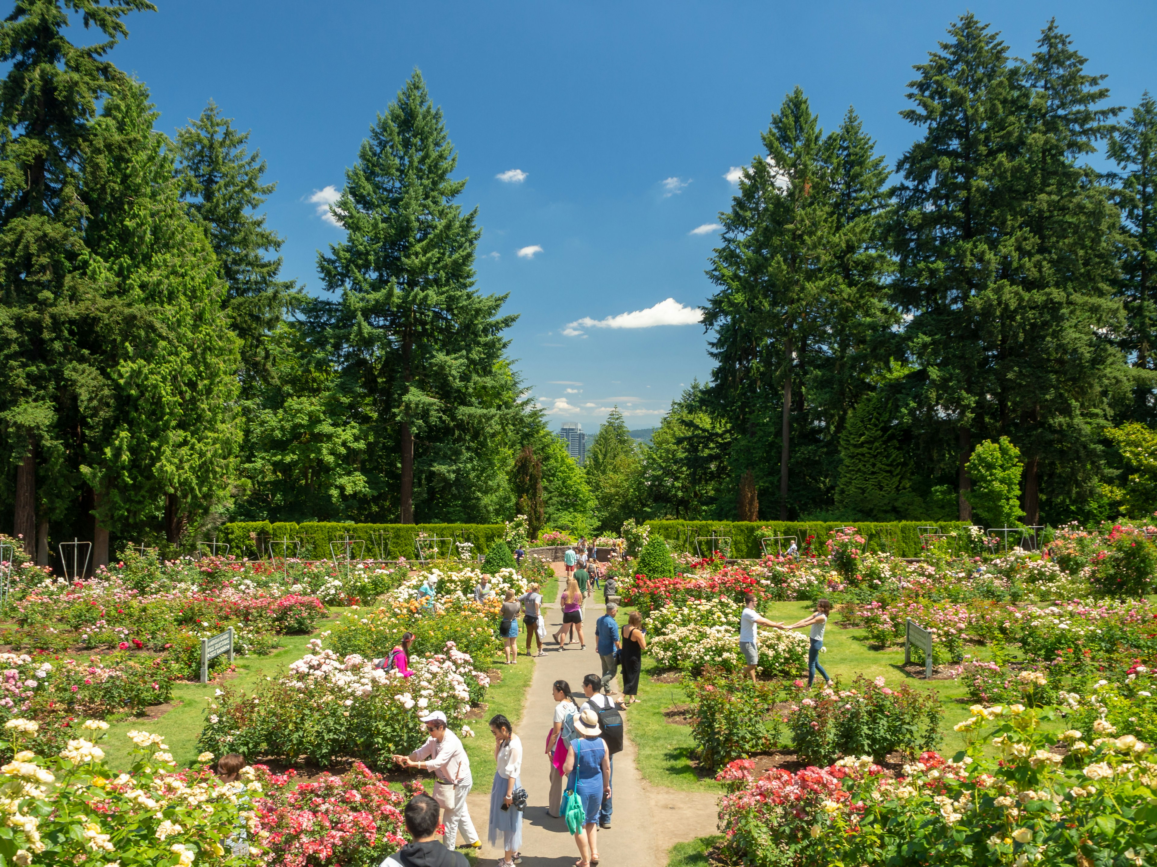 Visitors wander among rose bushes in a garden