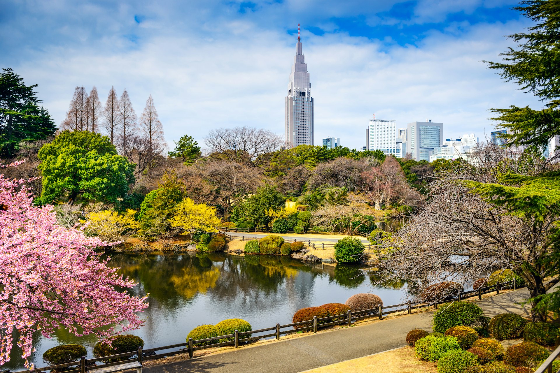 O Parque Shinjuku Gyoen na primavera fica repleto de cerejeiras em flor, árvores e arranha-céus. 