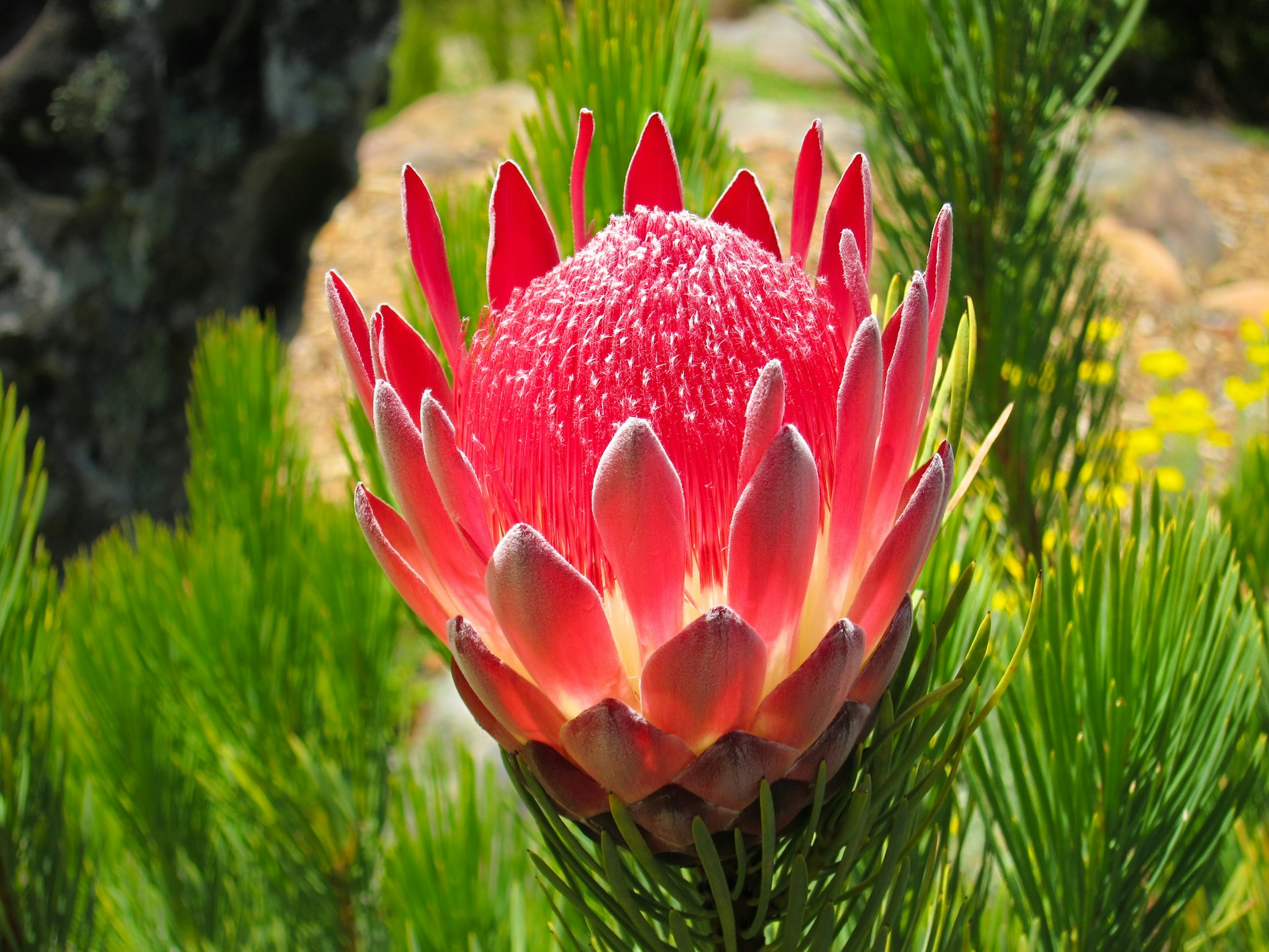 A bright red king protea flower blooms in South Africa. 