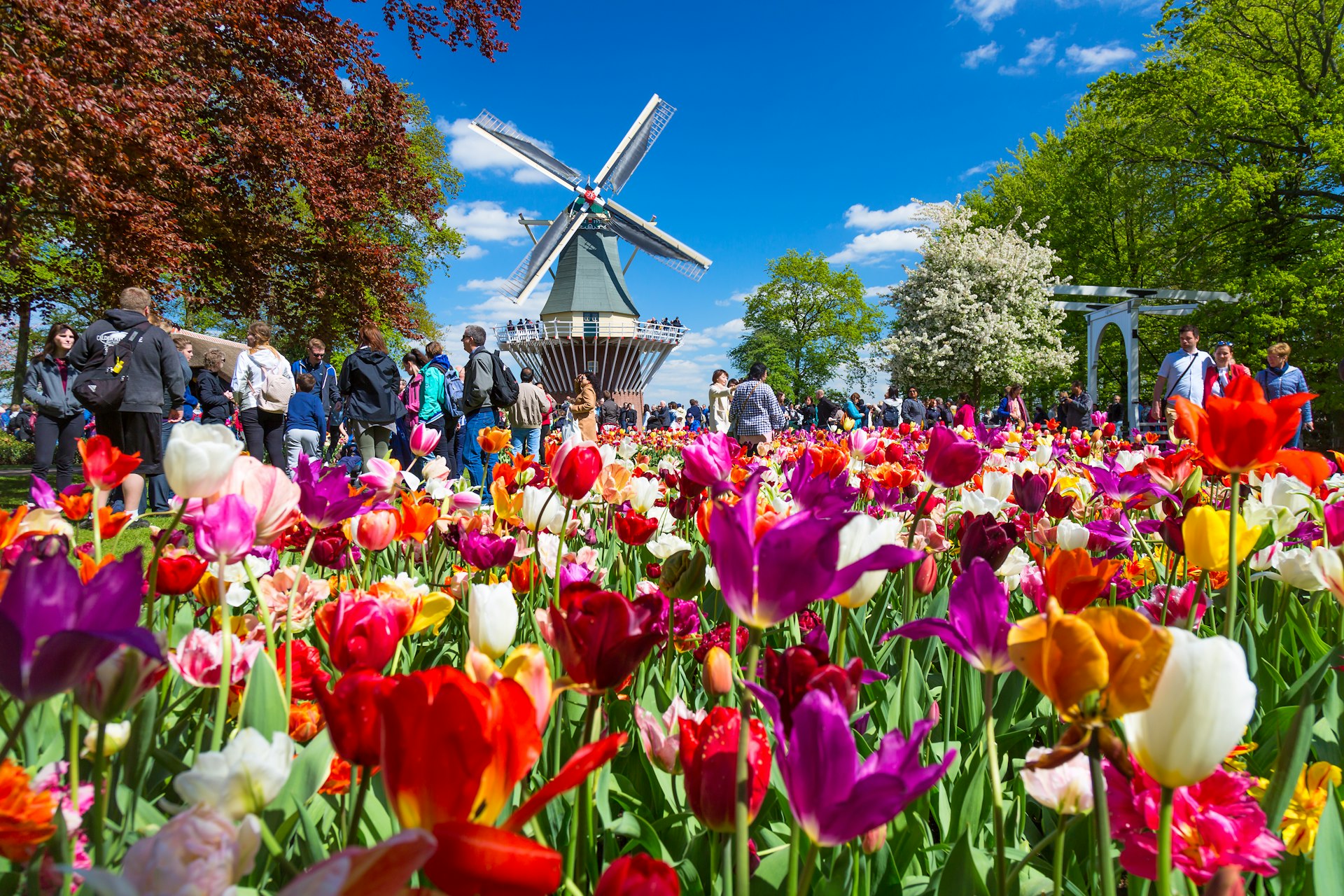 Pessoas passeiam por um jardim repleto de tulipas coloridas e dominado por um moinho de quatro velas