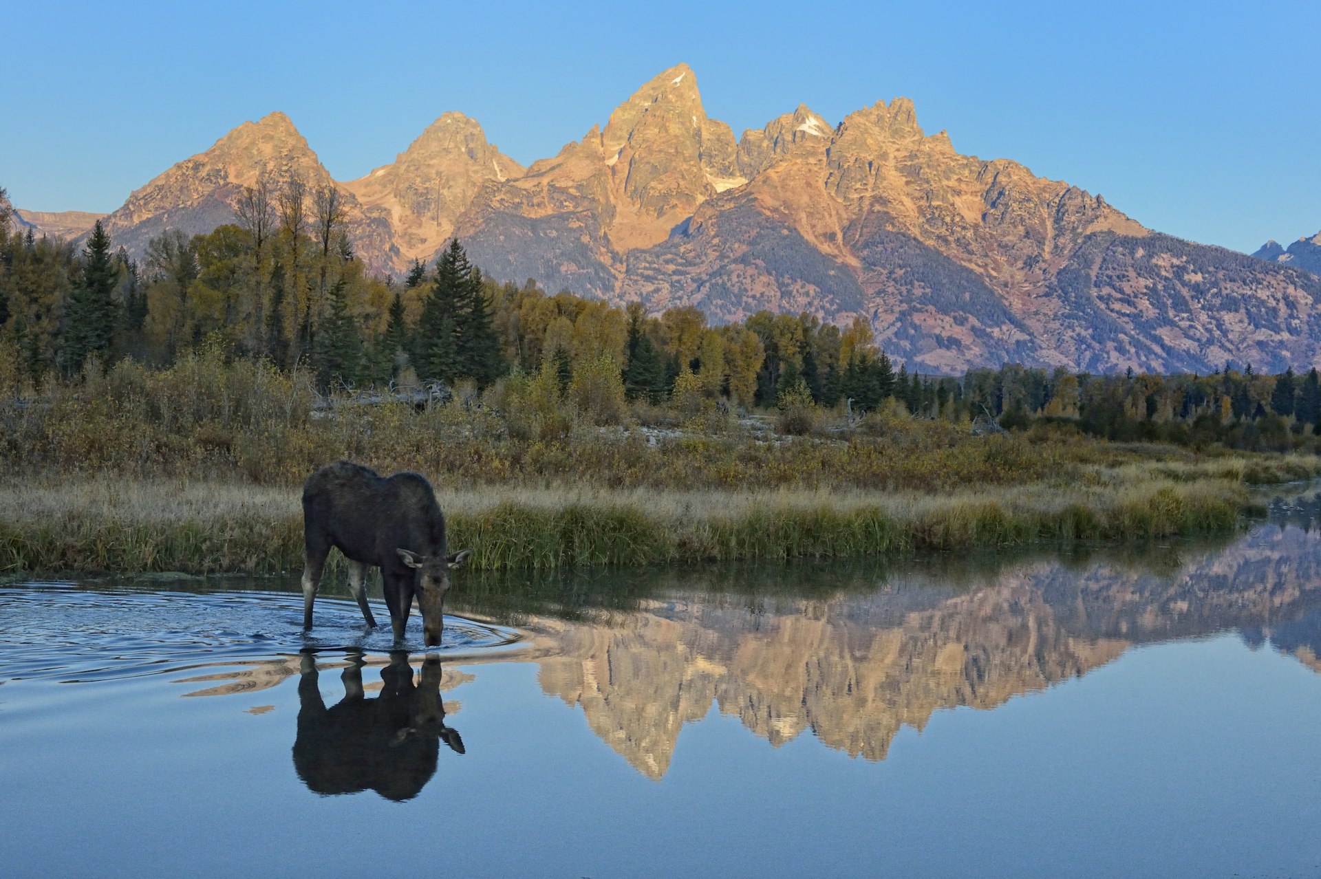 A moose drinking from a waterway as the sun reflects of mountains in the distance