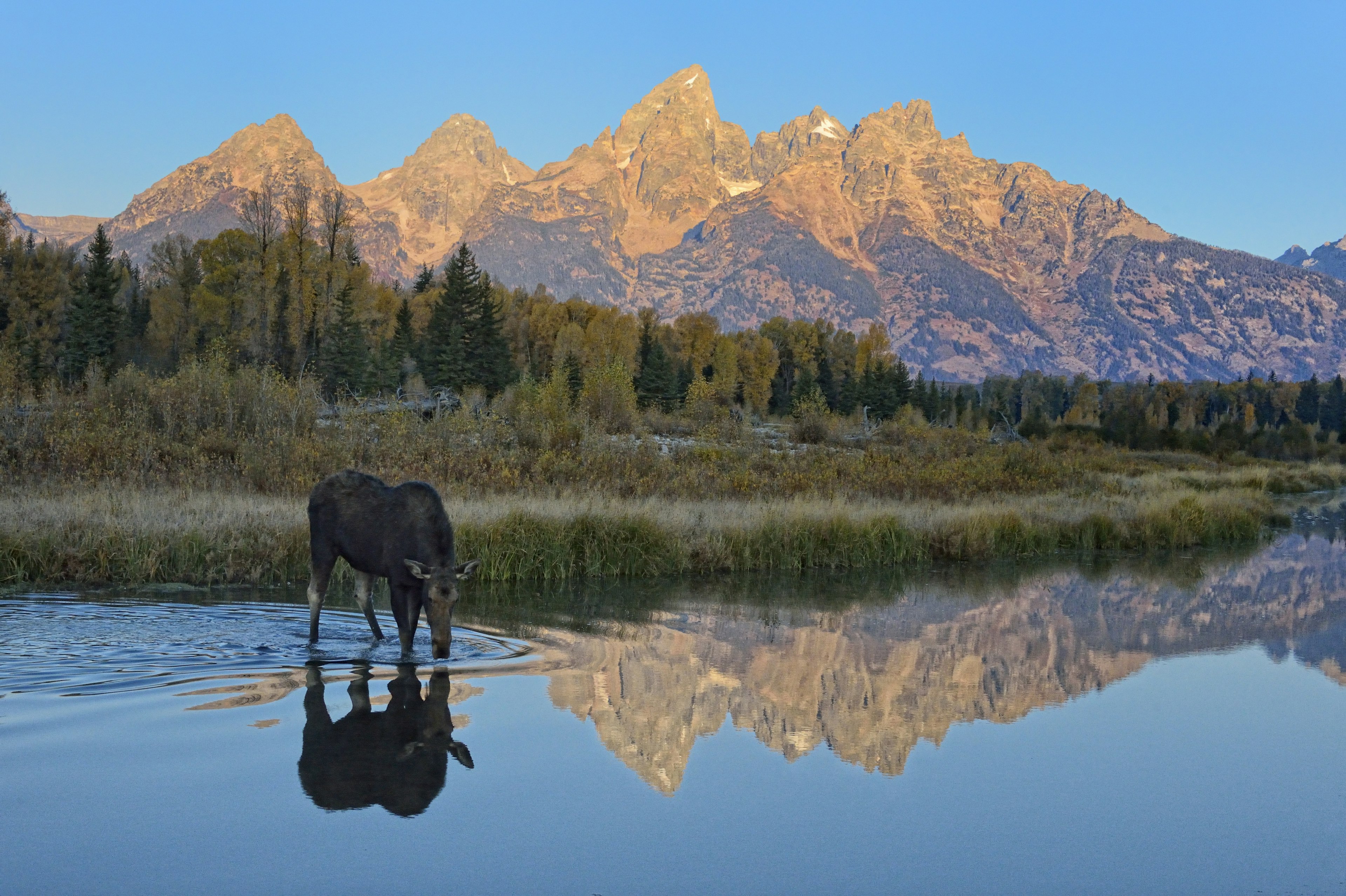 Moose drinking at sunrise, Tetons, Wyoming.
Diana Robinson, Fall, Grand Teton National Park, Nikon D4, Tetons, Wyoming, moose, moose drinking, sunrise, mountations, landscape, nature, animal, outdoors, reflection, valley, jackson hole