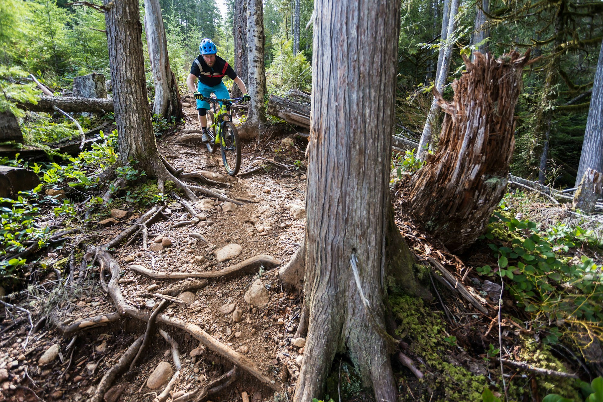 A male mountain biker is cycling on a rugged path between trees in a forest