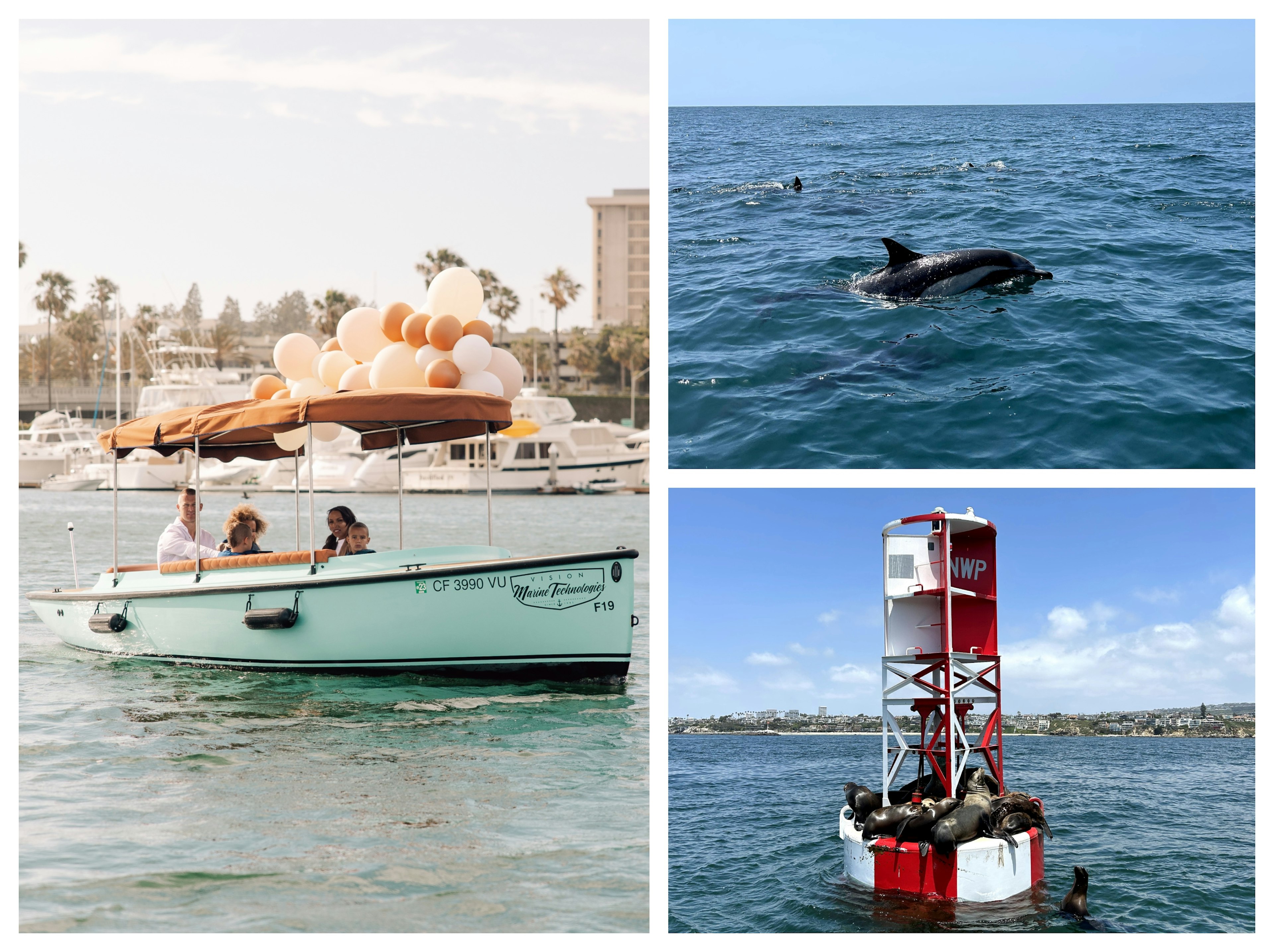 Collage Left: A boat with a roof covered in balloons; Top right: a dolphin's fin breaches the surface of the water; Bottom Right: Seals nap in the sun on a large buoy