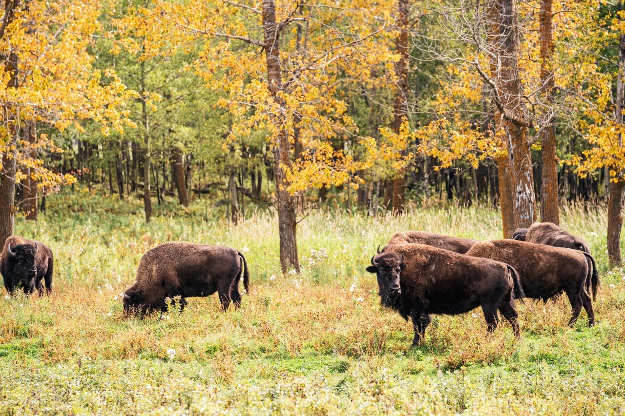 Bison roam in a field with trees in the background at Elk Island National Park