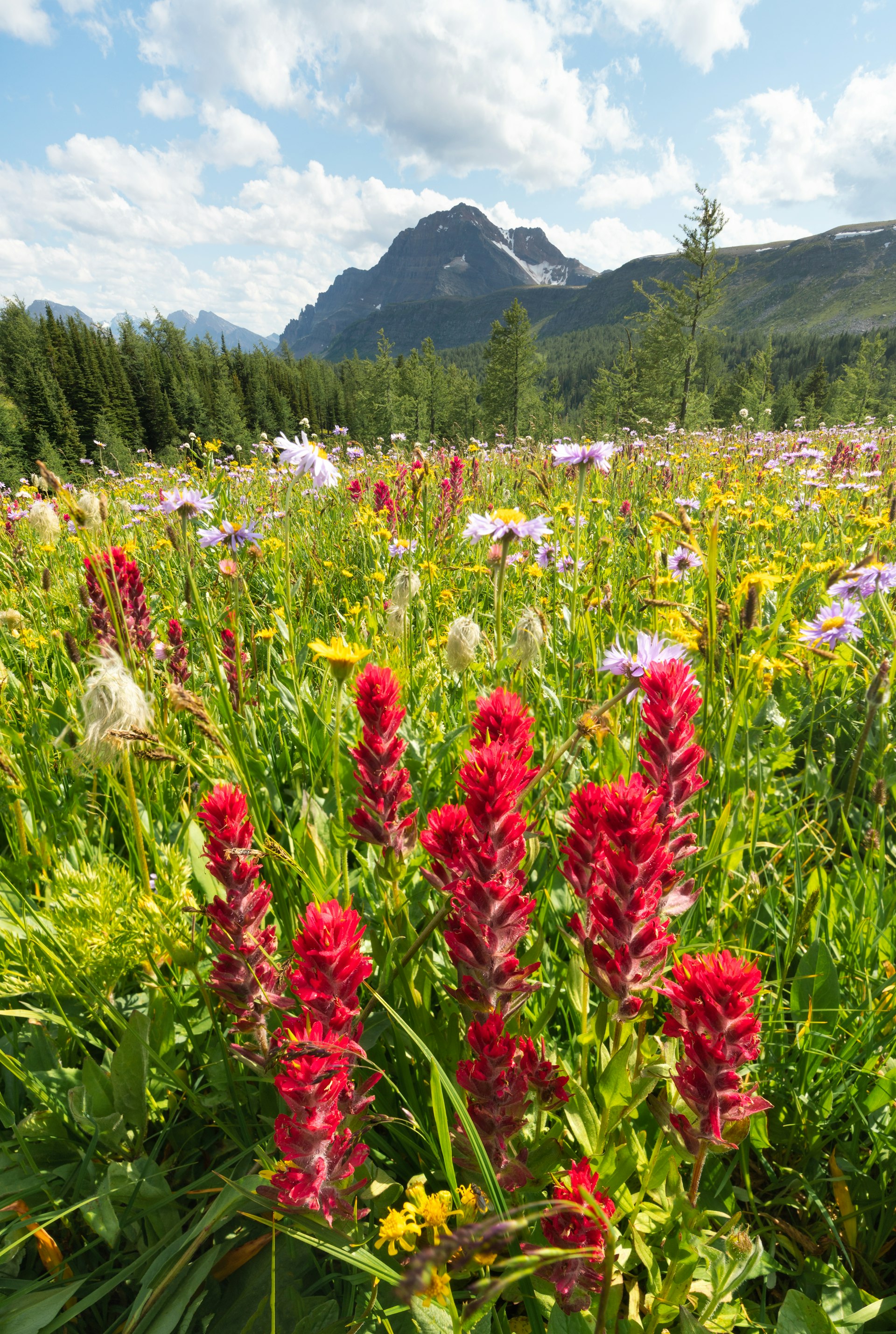 Flores silvestres de pincel vermelho indiano cobrem um prado ao longo de Healy Pass, no Parque Nacional de Banff