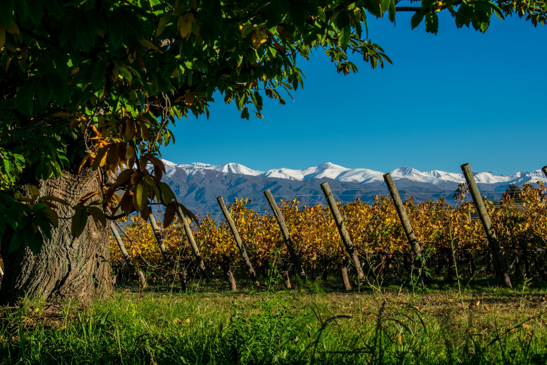 vineyards next to the Andes mountain range in Mendoza Argentina