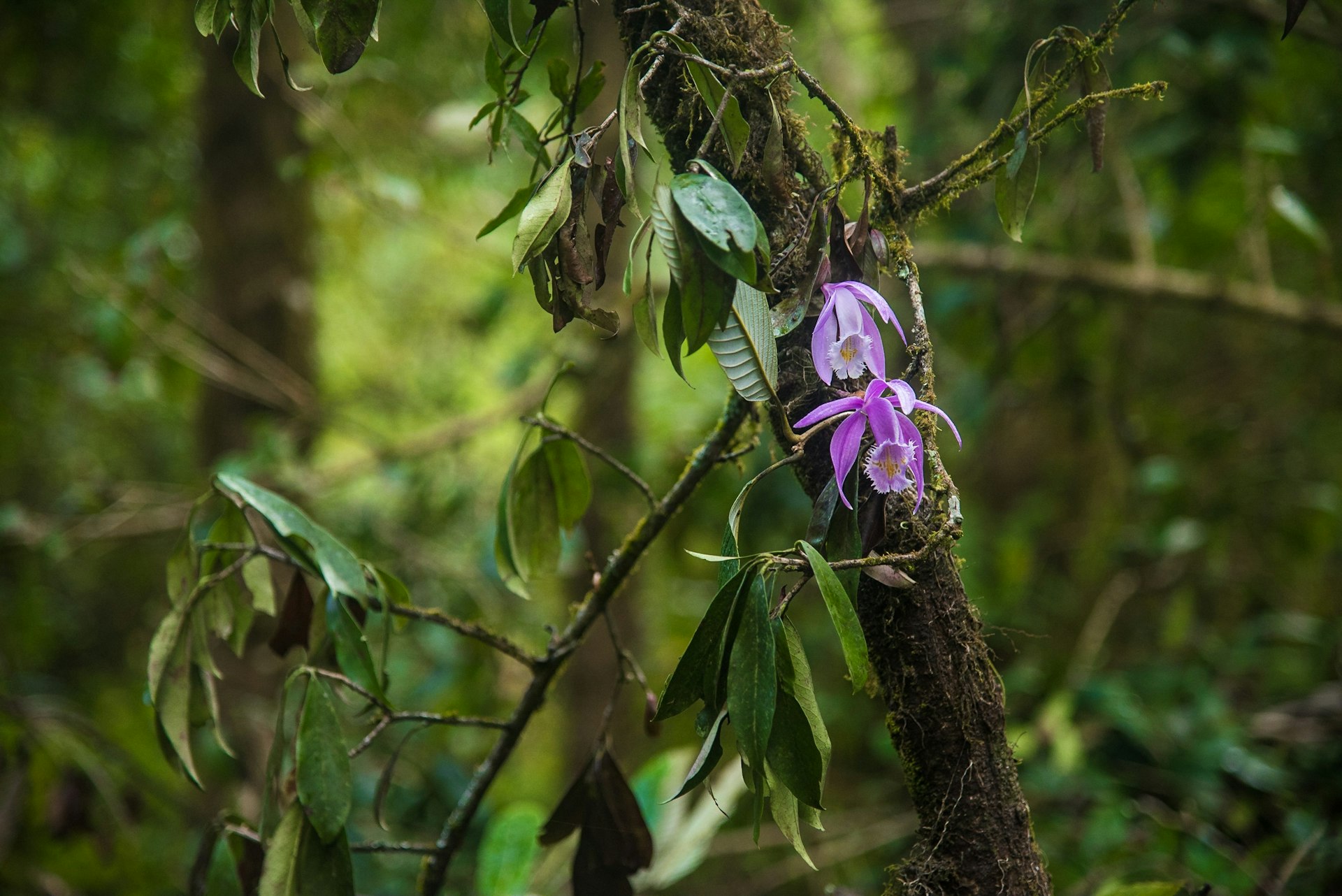 A purple orchid grows on a lush, moss-covered tree in Sikkim, India. 