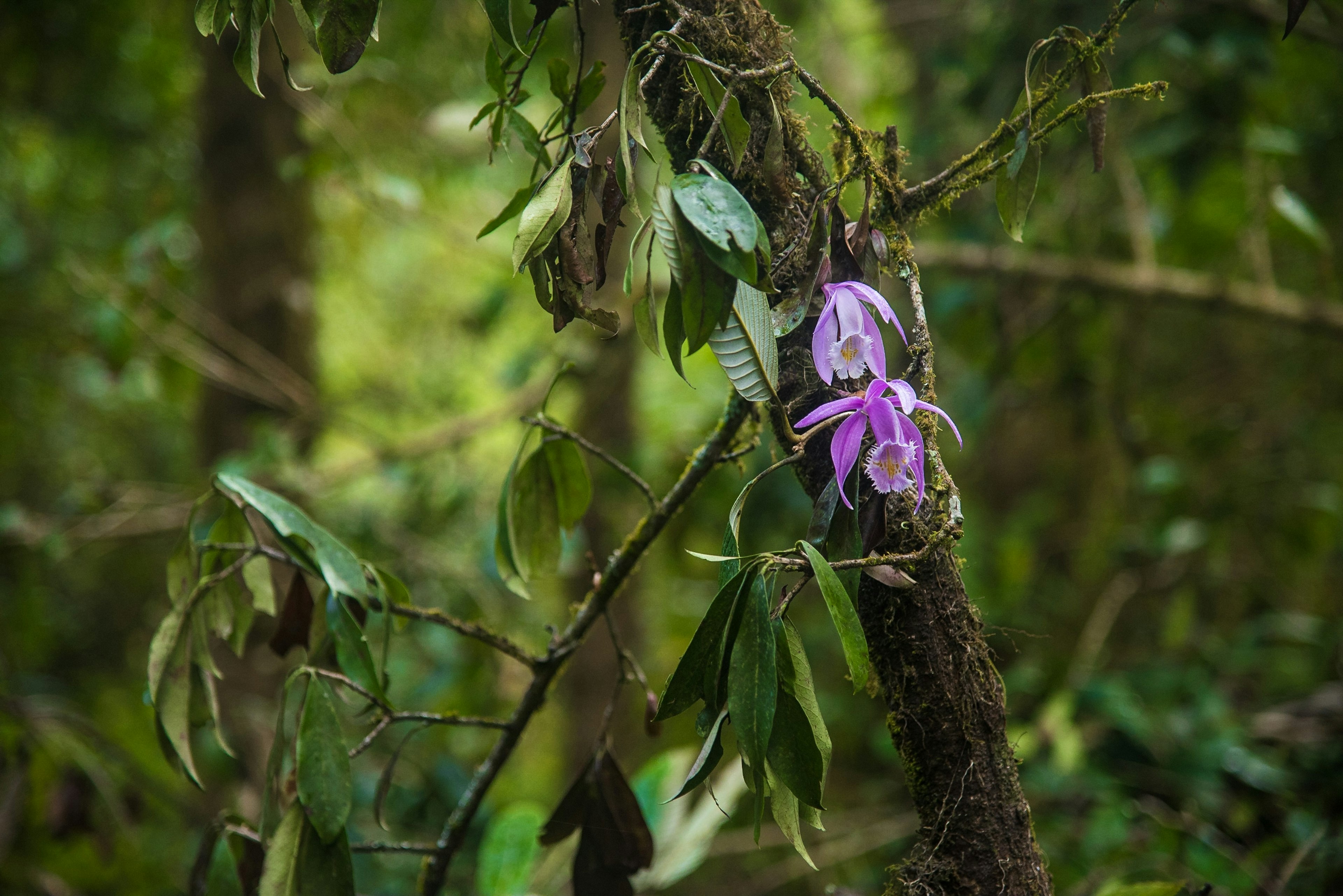 A purple orchid grows on a lush, moss-covered tree in Sikkim, India.