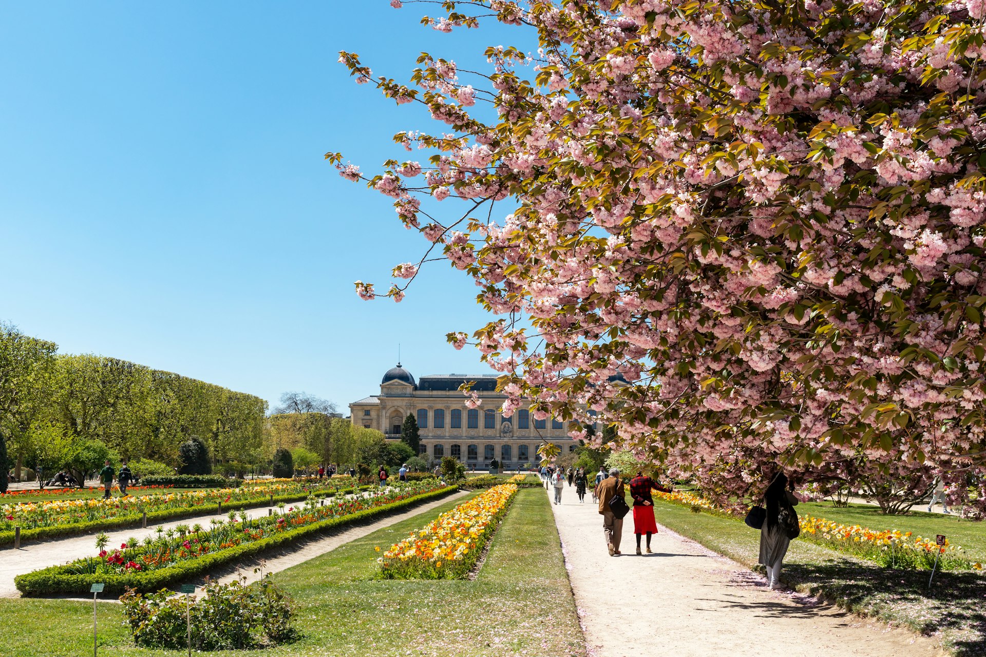 Many people stroll along pathways lined with cherry blossom trees in bloom at the Jardin des Plantes in springtime 