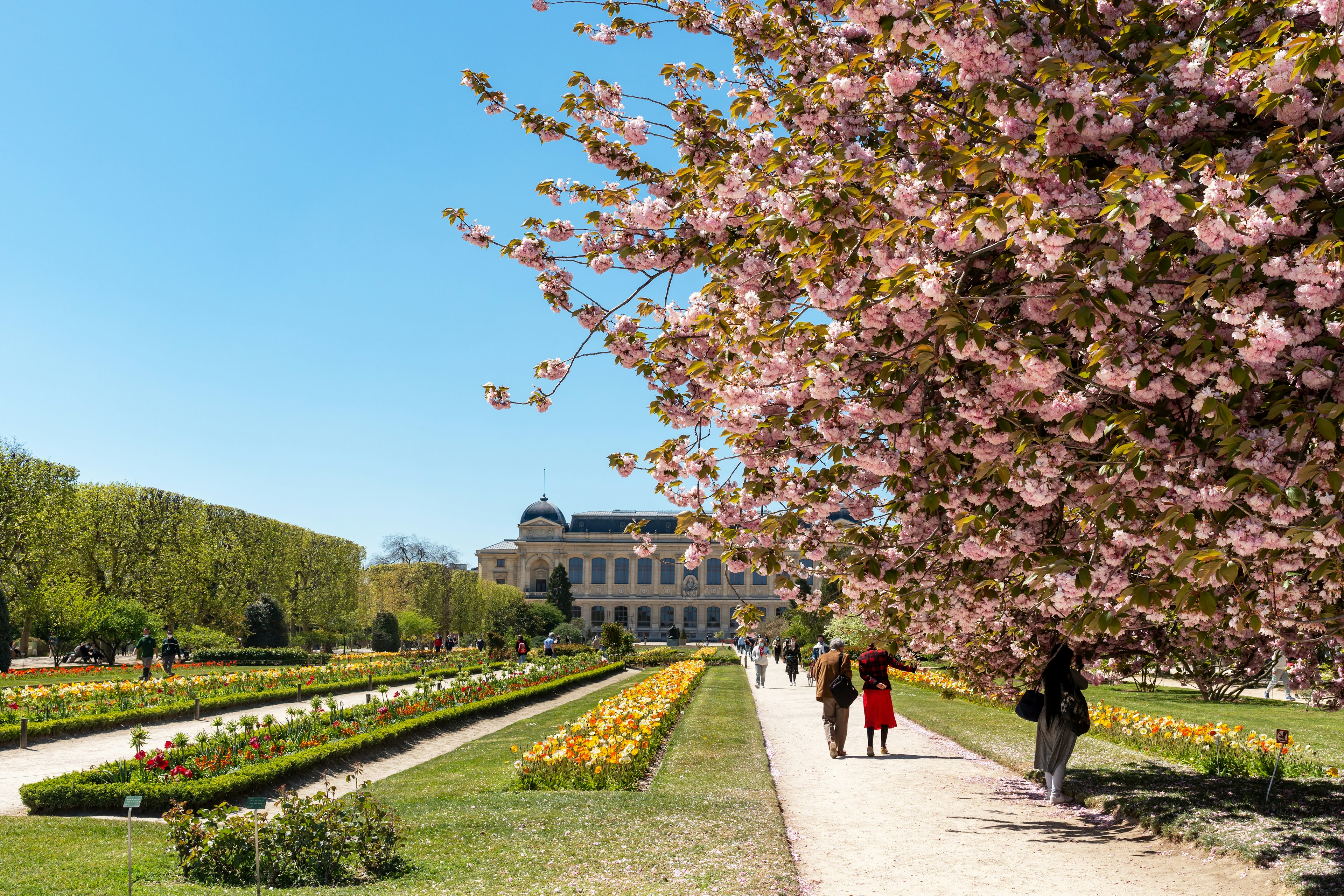 Many people stroll along pathways lined with cherry blossom trees in bloom at the Jardin des Plantes in springtime