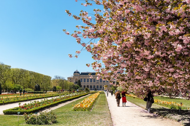 Many people stroll along pathways lined with cherry blossom trees in bloom at the Jardin des Plantes in springtime