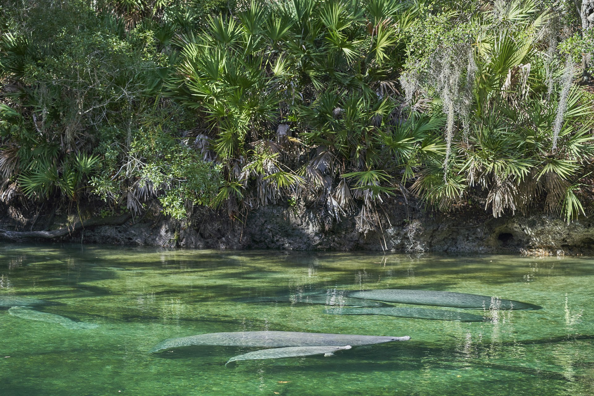 Manatees float in clear water at Blue Spring State Park outside of Orlando, Florida