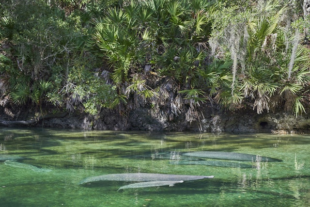 Manatees float in clear water at Blue Spring State Park outside of Orlando, Florida