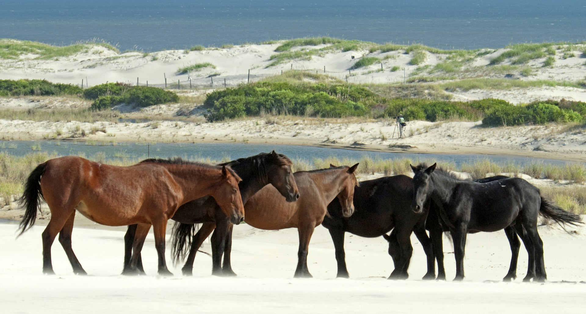 A pack of wild horses stand together on a beach