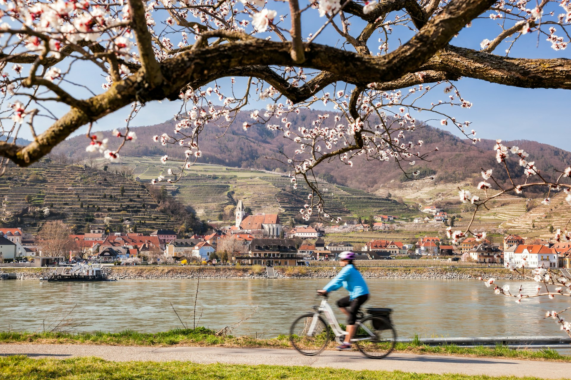 Blossoming apricot tree with biker on route against Danube river and church in Spitz village, Wachau valley, Austria
