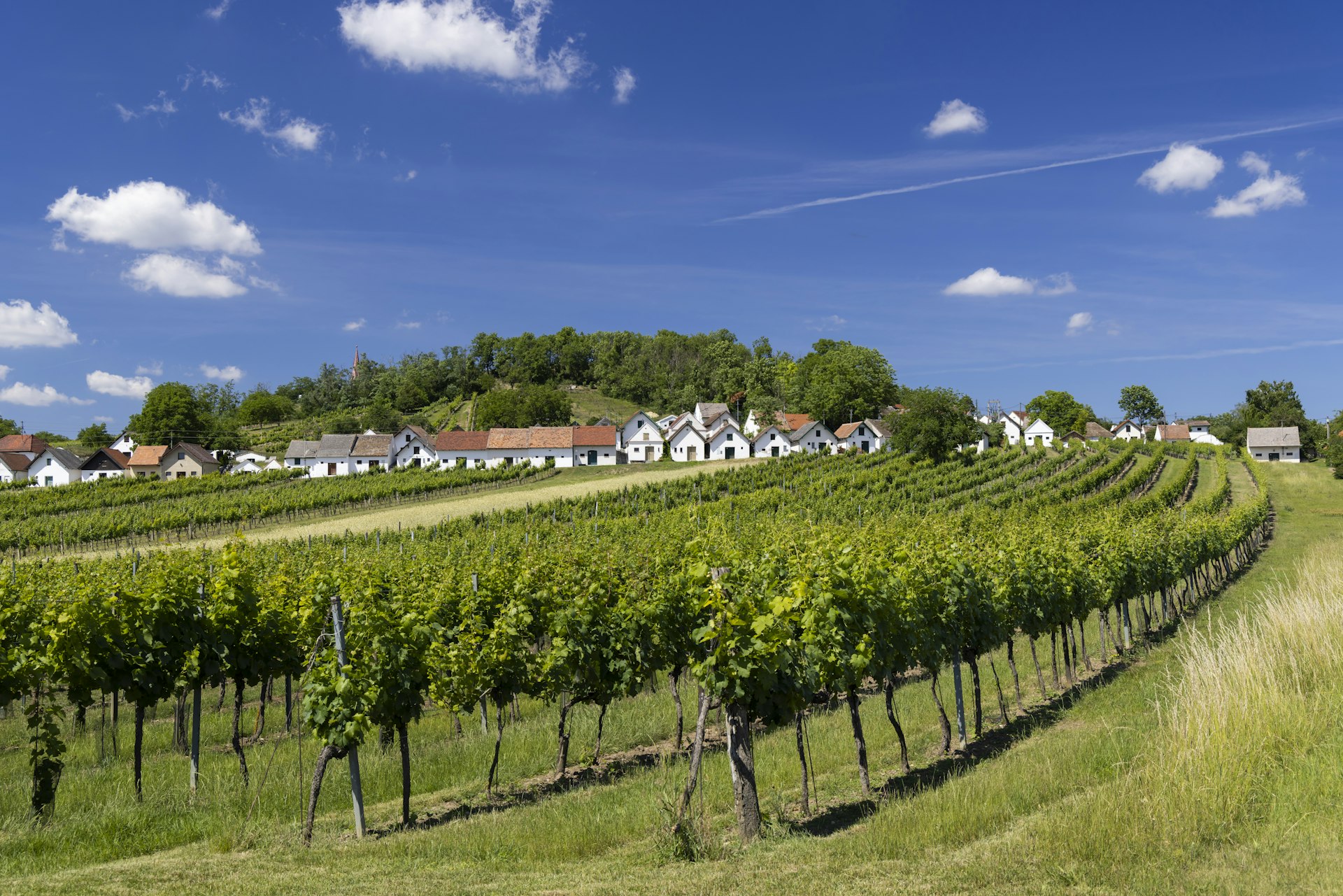 A vineyard has many neat rows of grapevines growing up a hill, leading towards a little village of whitewashed houses.