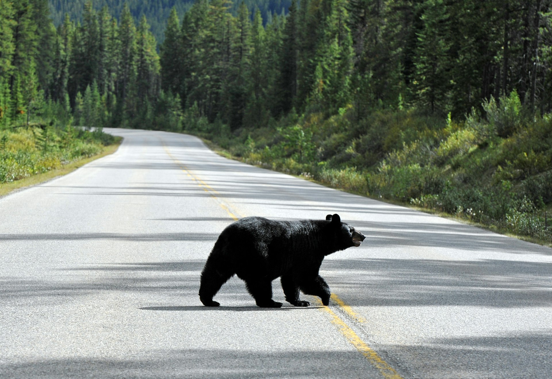 A black bear walking across an asphalt road runing through a forest in Banff National Park