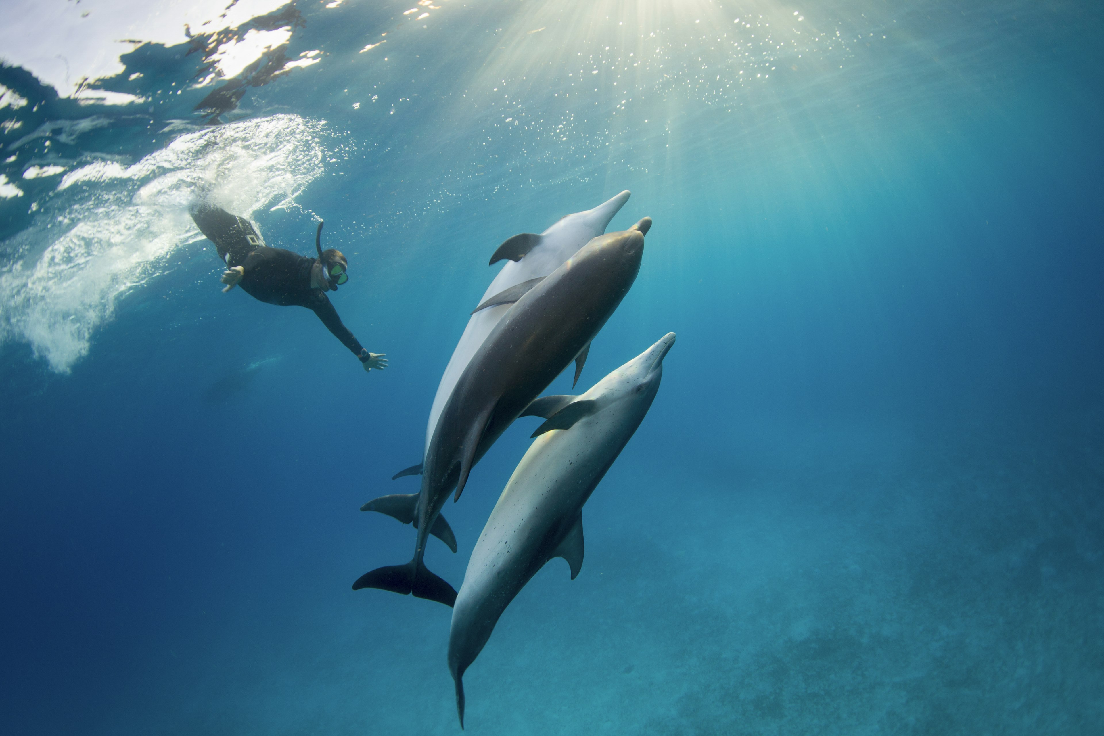 Snorkelers interact with a pod of Atlantic Spotted dolphin