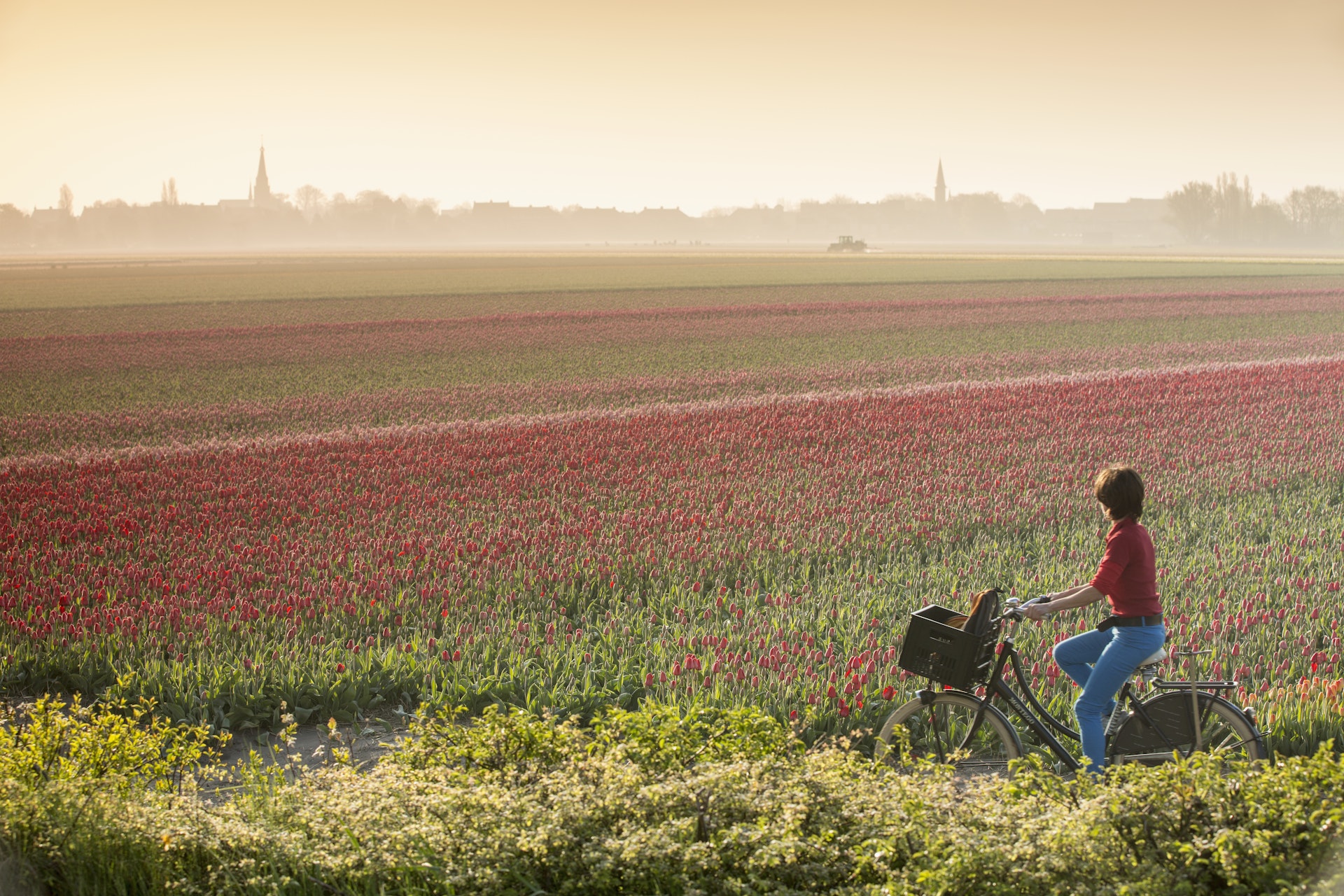 Netherlands, Hillegom, Tulip field in morning mist. Woman cycling 