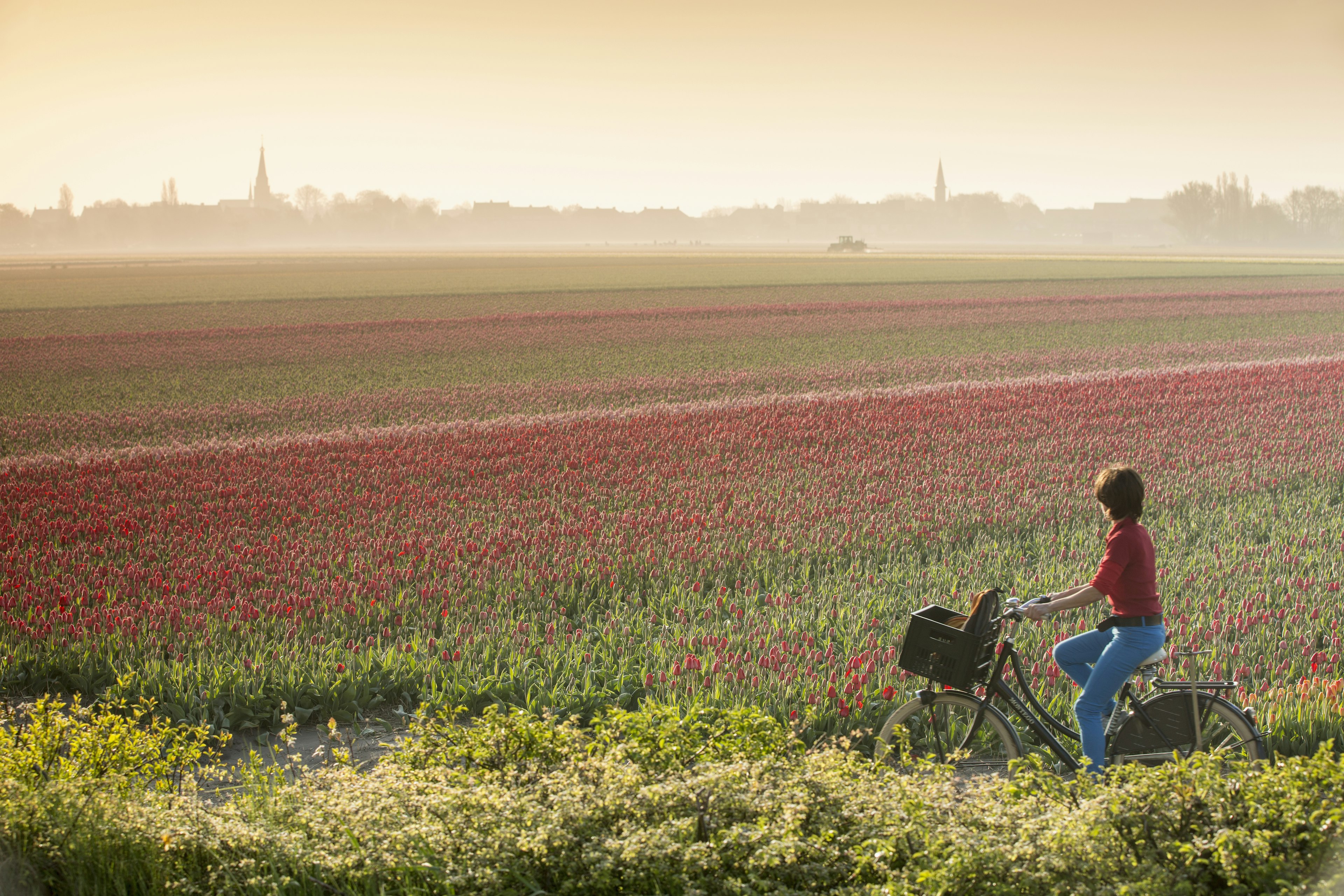 Netherlands, Hillegom, Tulip field in morning mist. Woman cycling