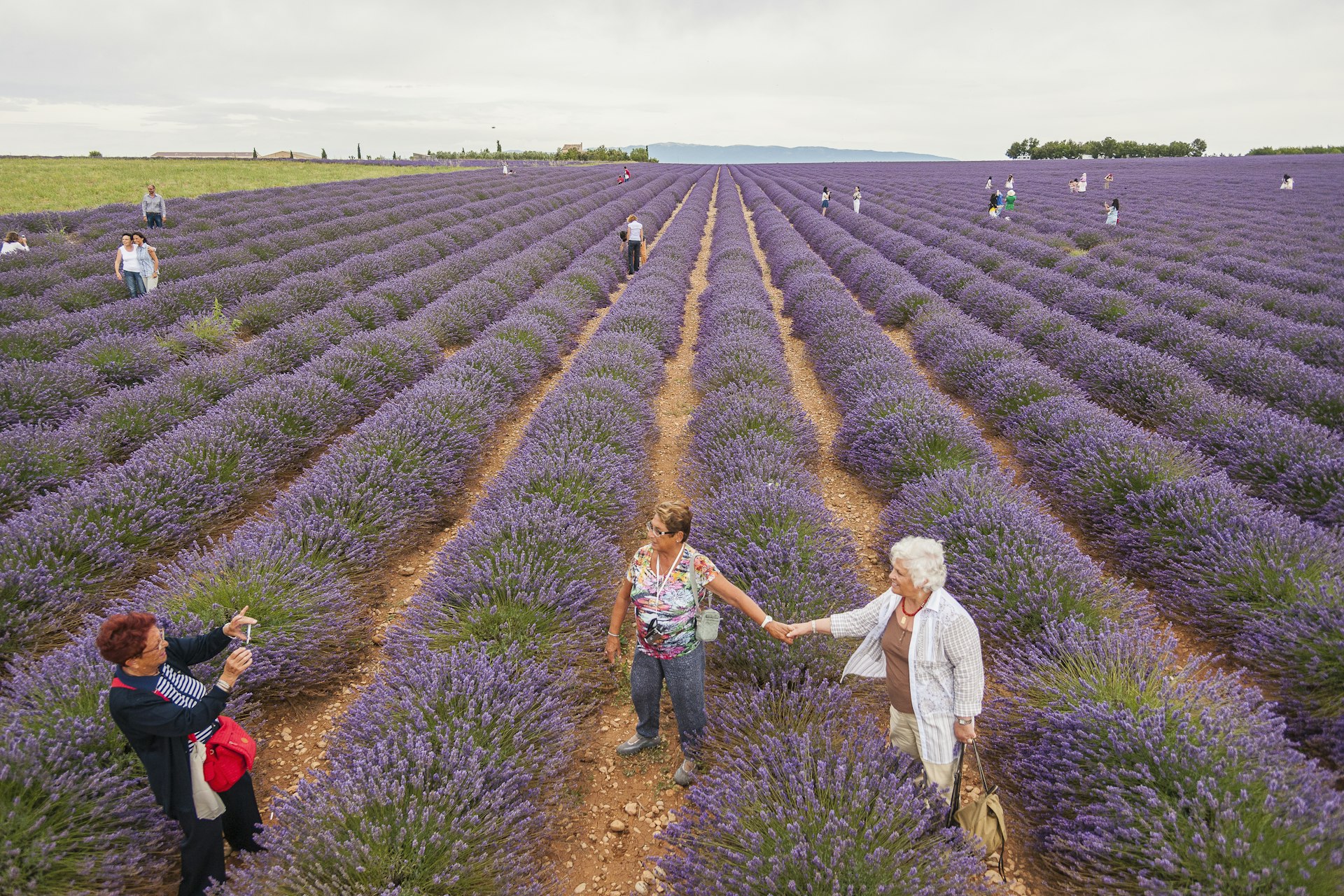 Visitors walk between rows of lavender plants near Valensole in Provence, France