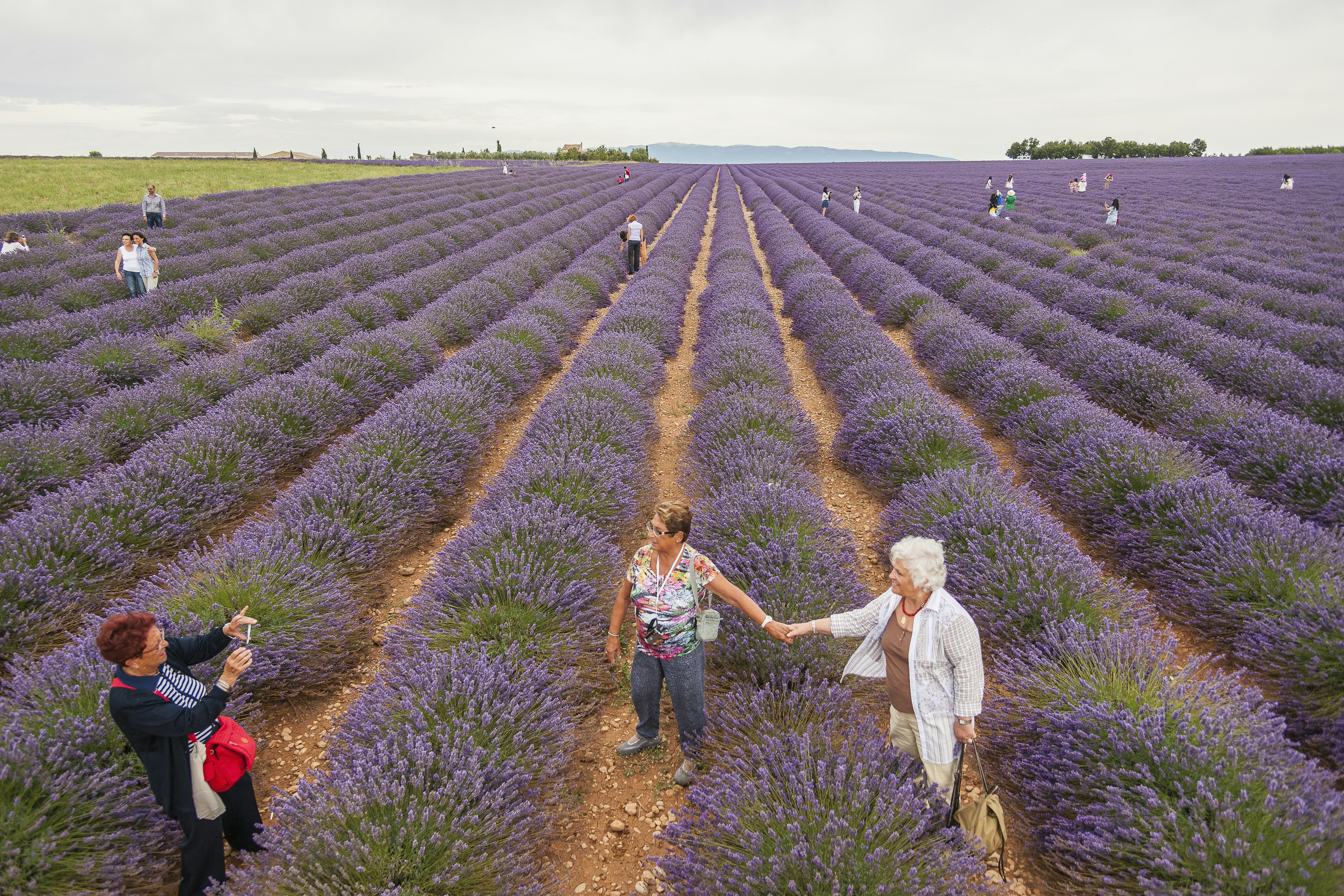 Visitors walk between rows of lavender plants near Valensole in Provence, France